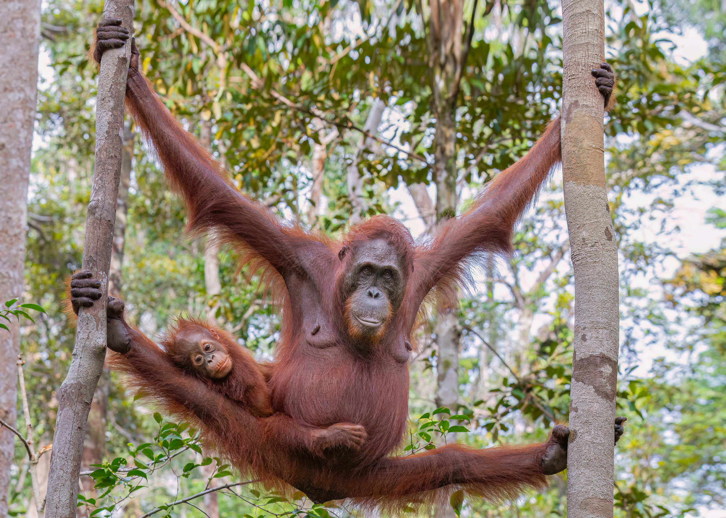 Indonesia, Tanjung Puting, Wildlife