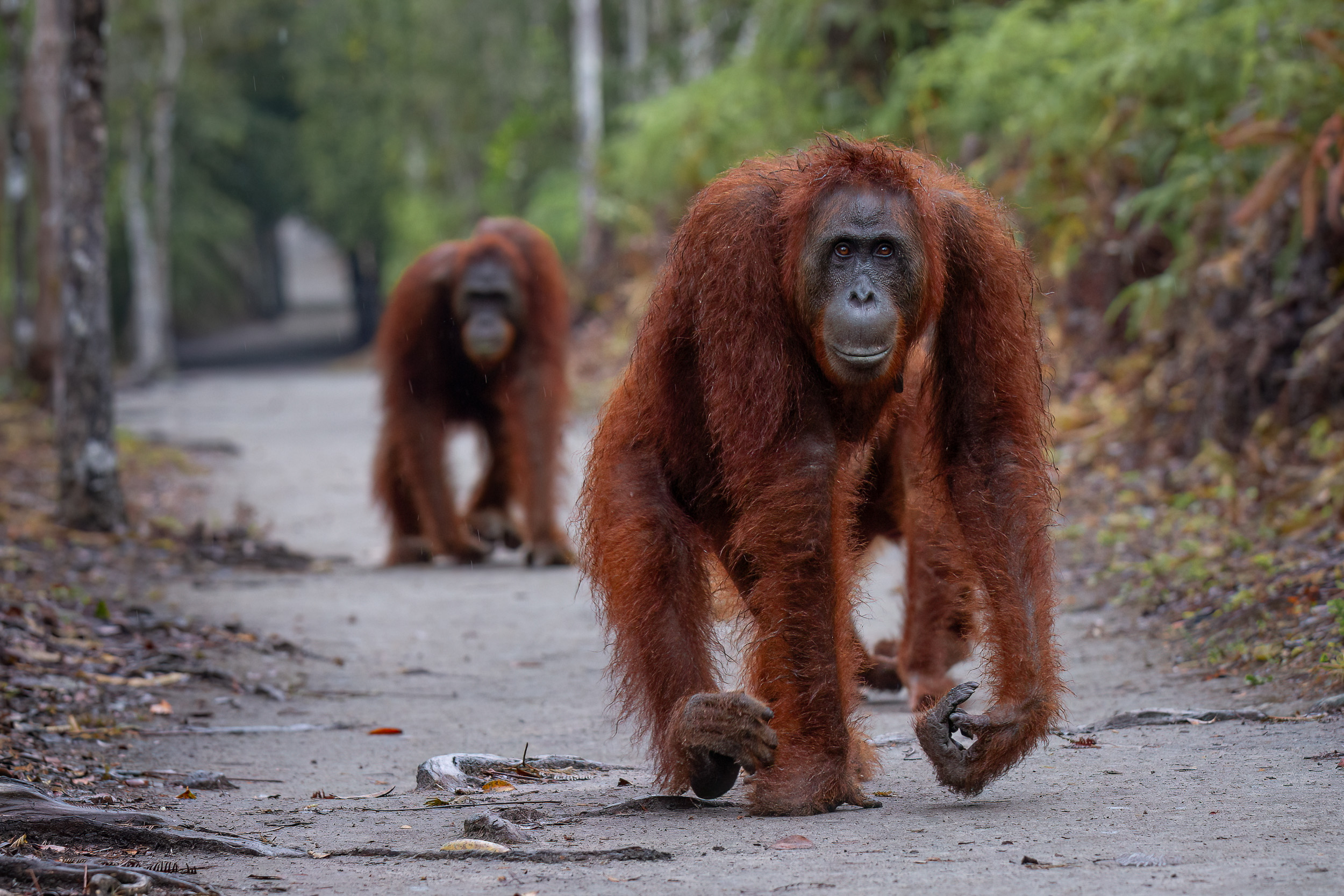 Flagged, Indonesia, Pa&Ma, Tanjung Puting, Wildlife