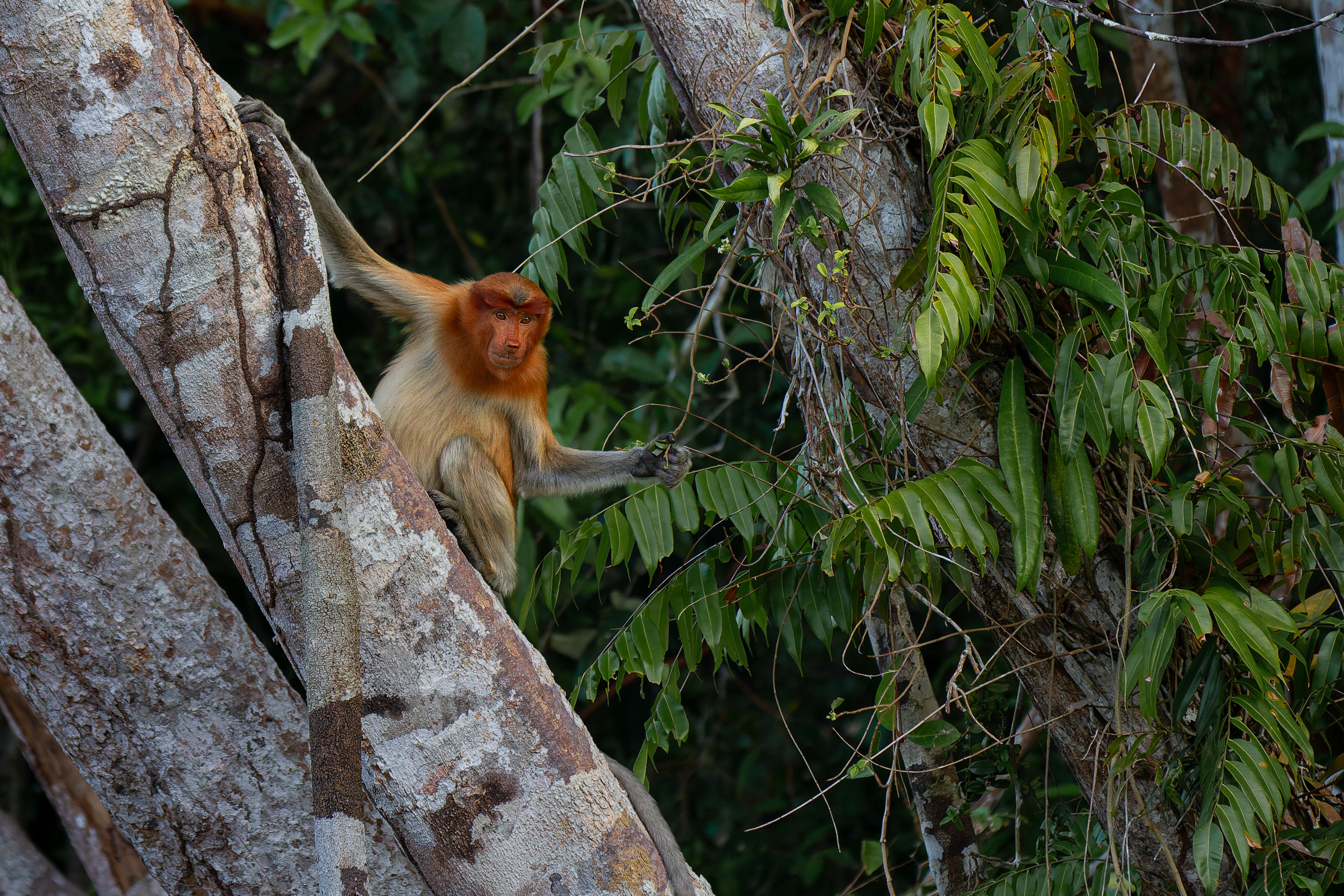 Indonesia, Tanjung Puting, Wildlife