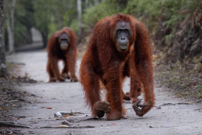 Tanjung Puting National Park – Central Kalimantan