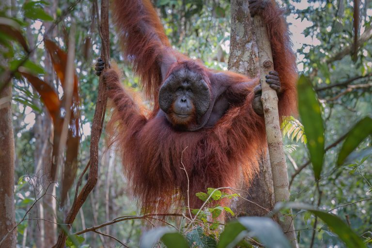 Indonesia, Tanjung Puting, Wildlife
