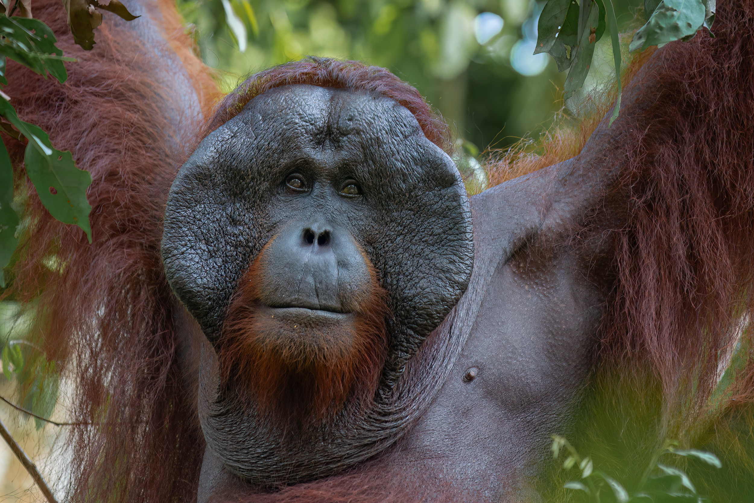 Flagged, Indonesia, Pa&Ma, Tanjung Puting, Wildlife, print