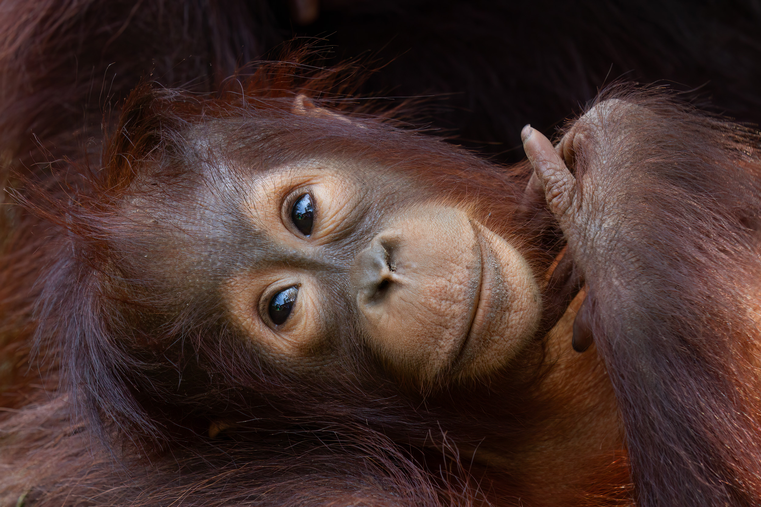 Indonesia, Tanjung Puting, Wildlife, print