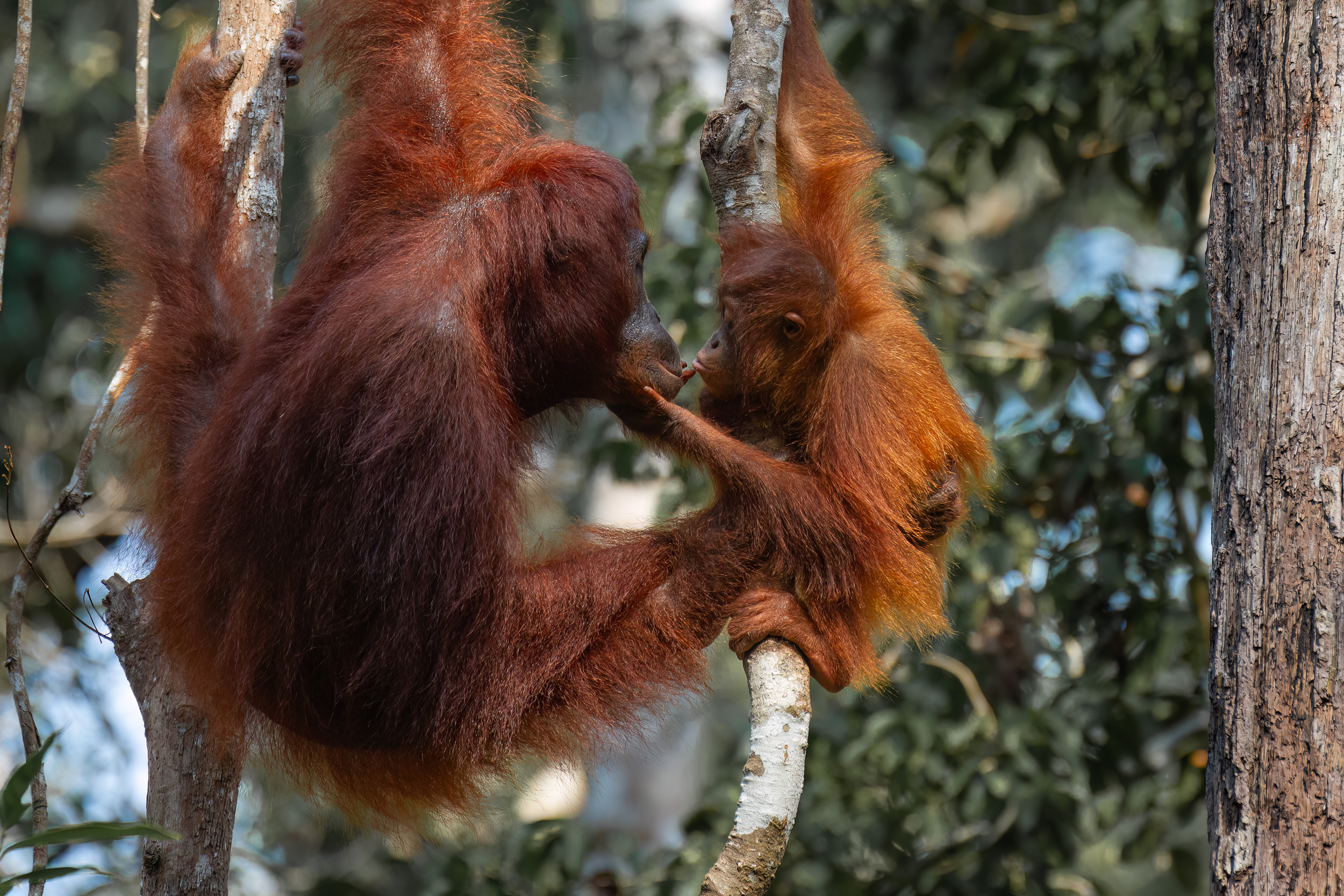 Indonesia, Tanjung Puting, Wildlife