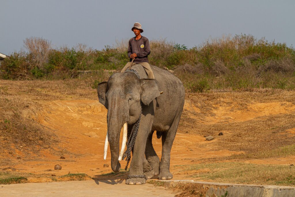 Indonesia, Sumatra, Way Kambas National Park