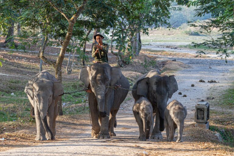 Way Kambas National Park – South Sumatra