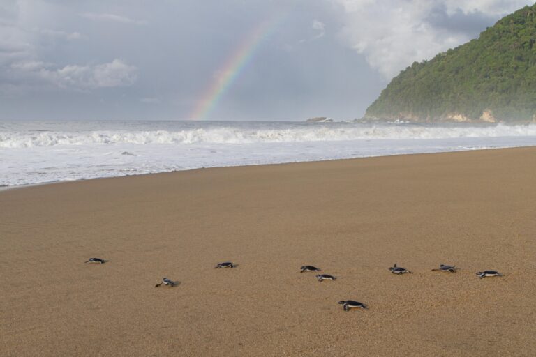 Meru Betiri National Park – East Java