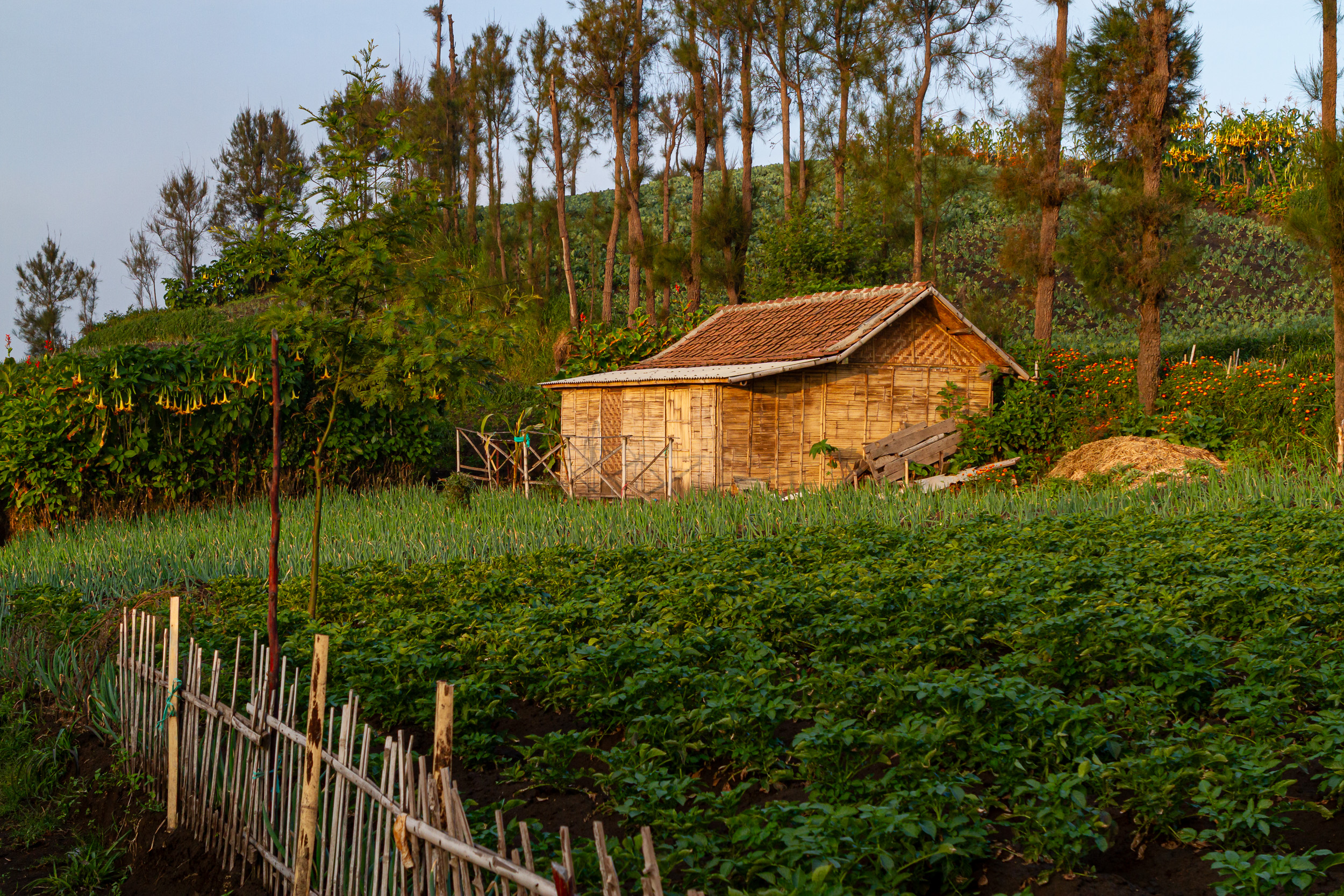 Bromo, Indonesia, Java