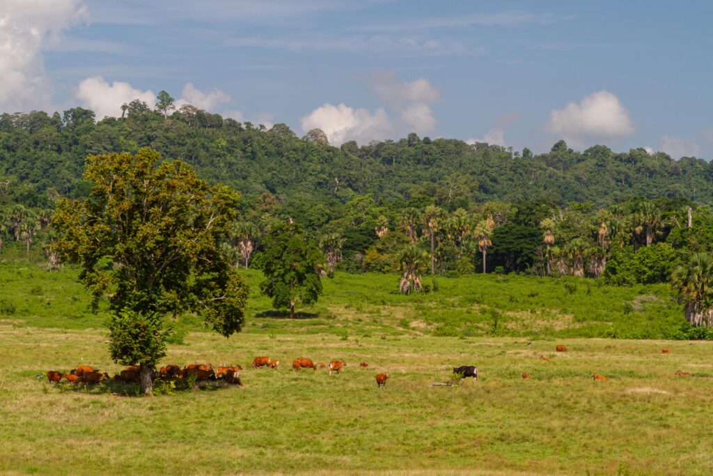 Alas Purwo National Park, Indonesia, Java