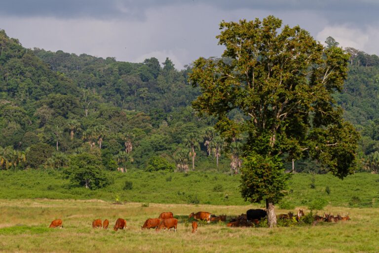 Alas Purwo National Park – East Java