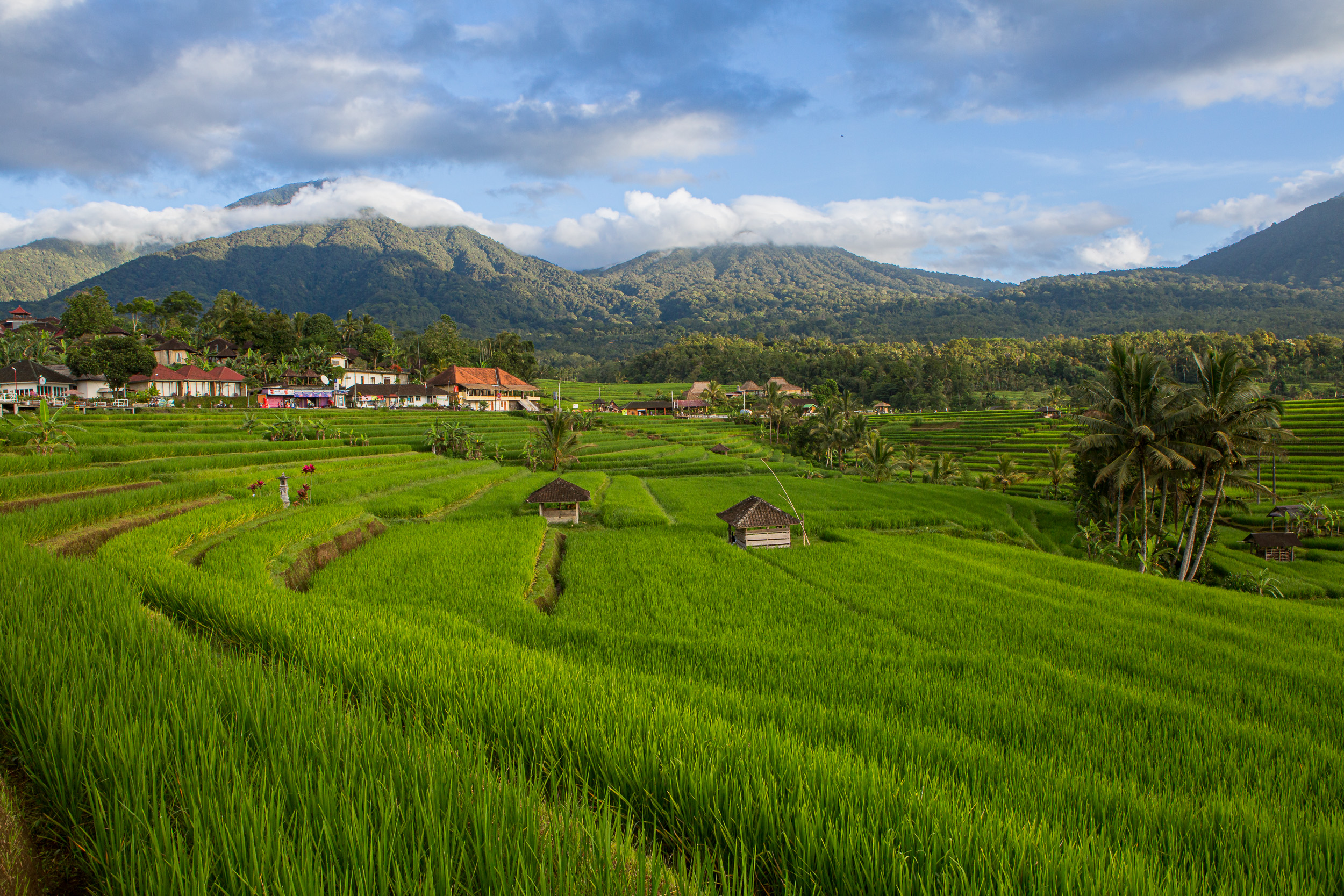 Jatiluwih terraces rice fields bali indonesia