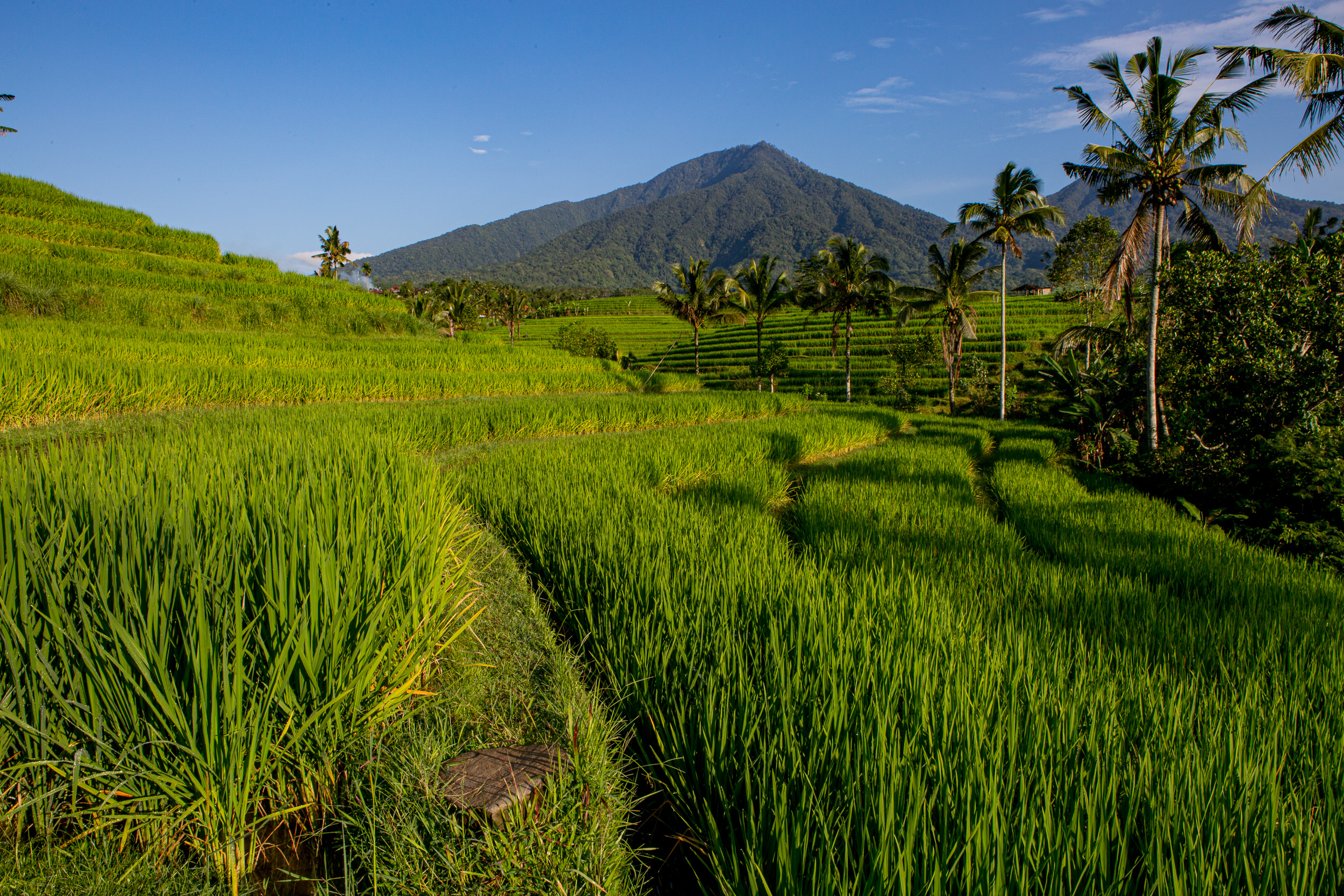 Jatiluwih rice fields Bali
