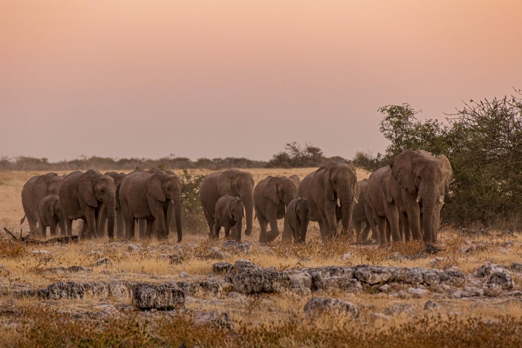 elephants etosha national park namibia