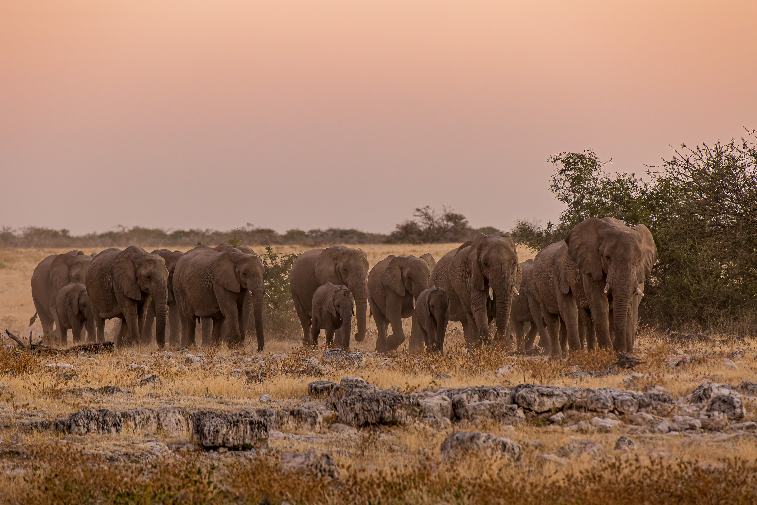 elephants etosha national park namibia