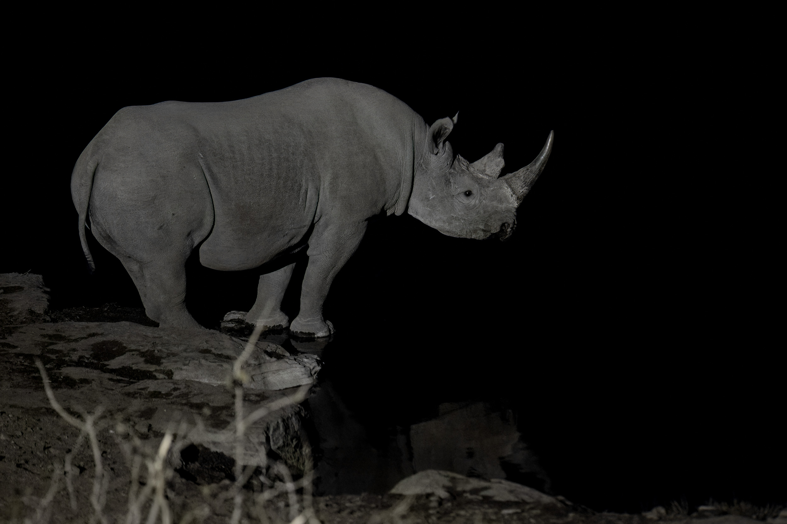 Black rhino Etosha, Namibia