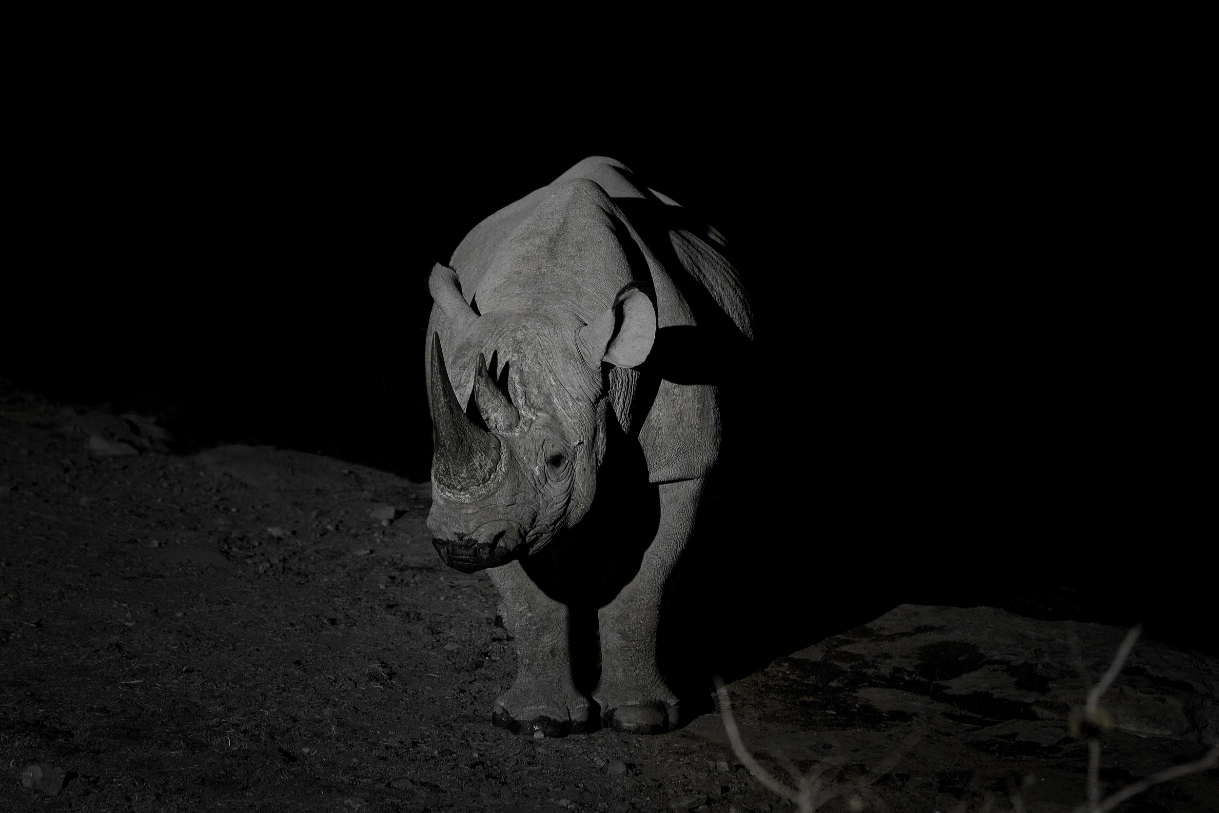 Africa, Etosha, Namibia