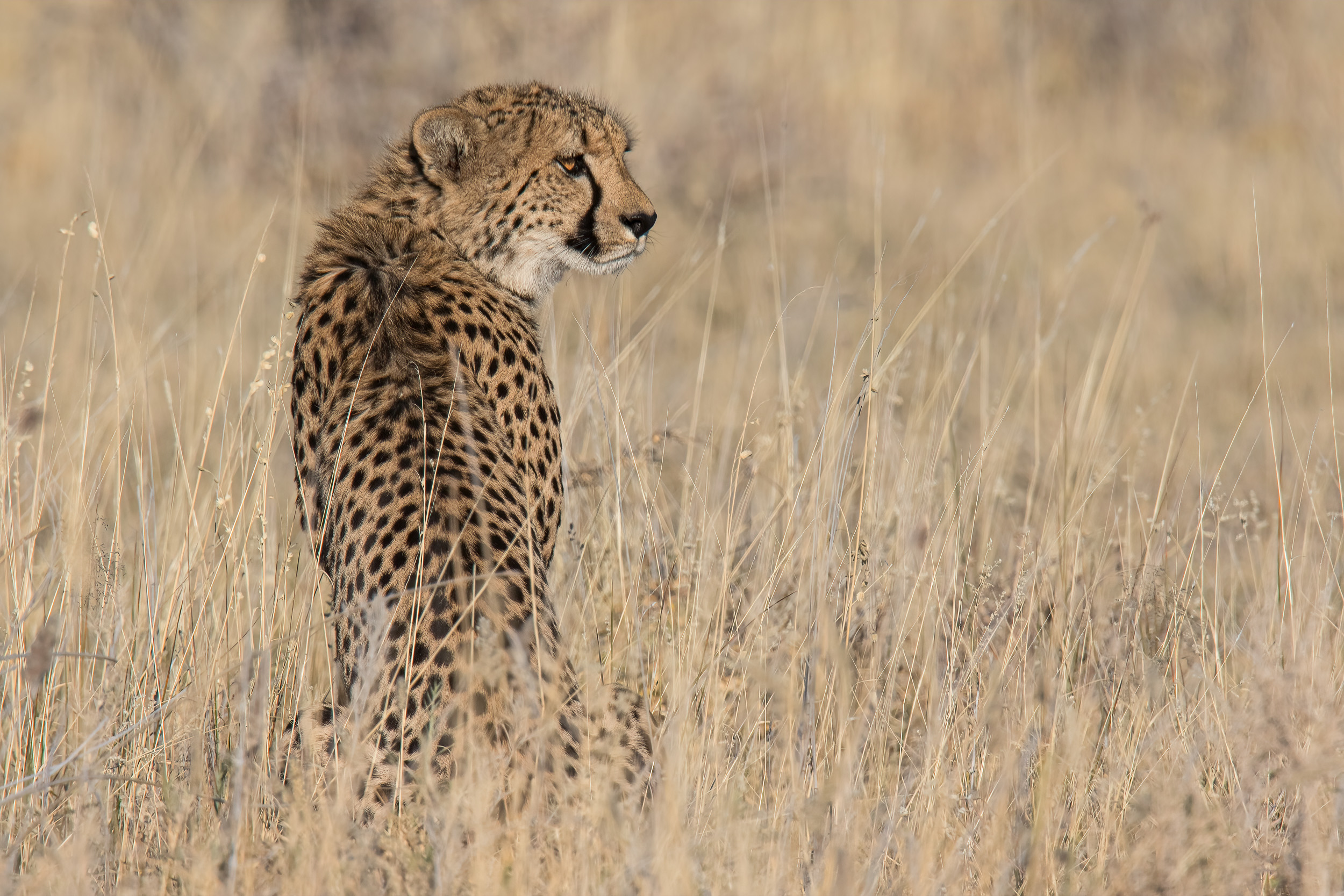 Africa, Etosha, Namibia