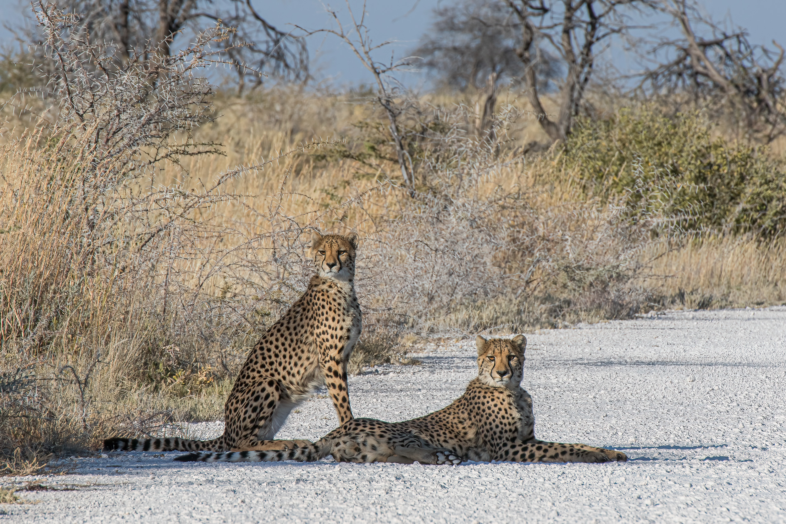 Africa, Etosha, Namibia