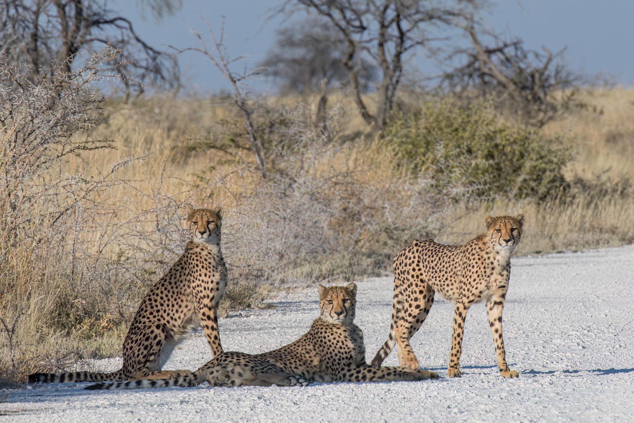 Cheetahs in Etosha National Park in Namibia