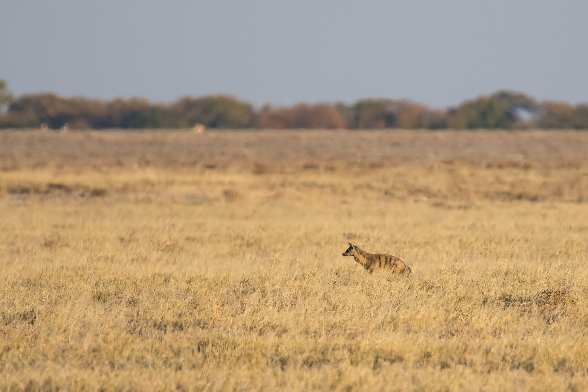 Aardwolf etosha namiba