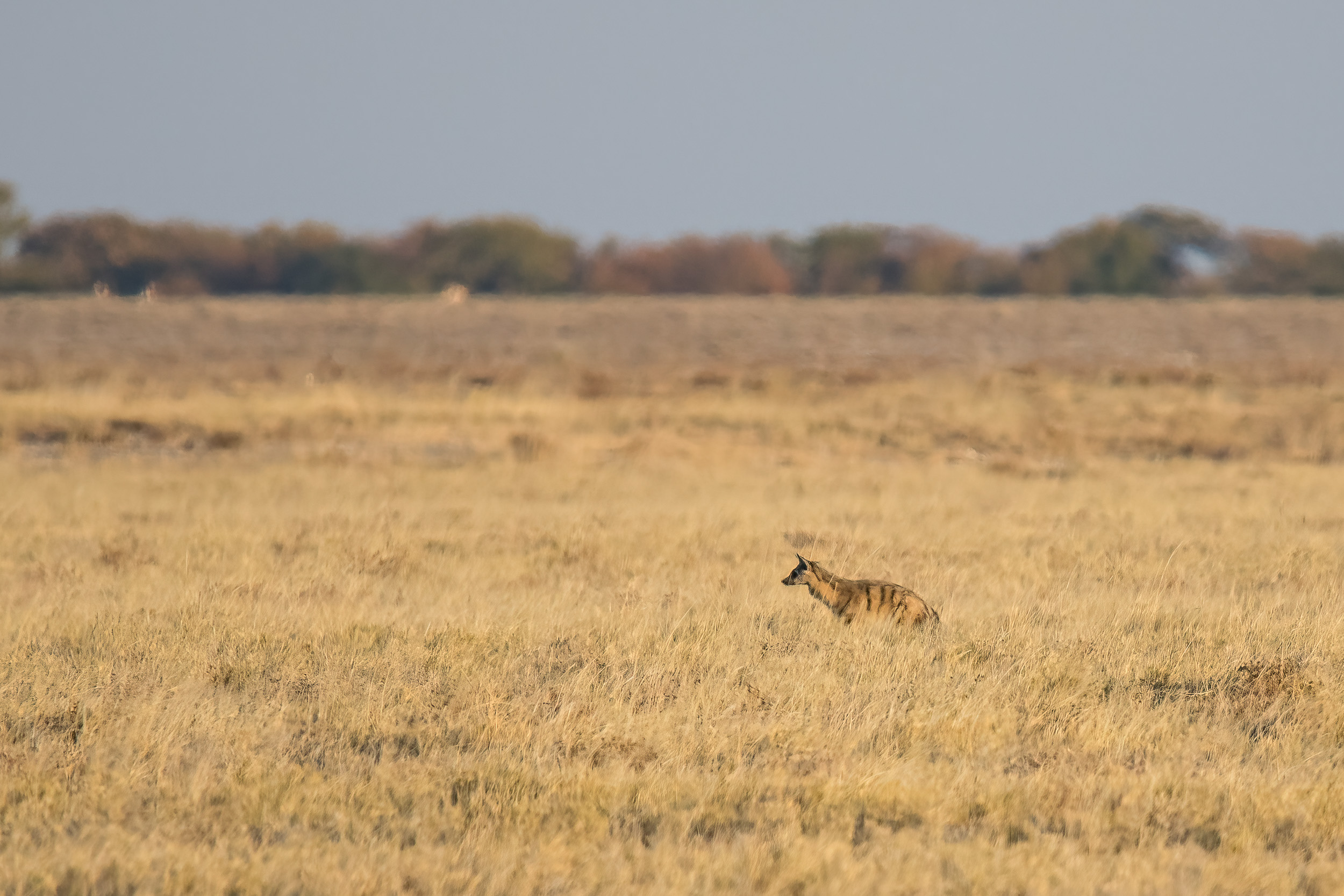 Aardwolf etosha namiba