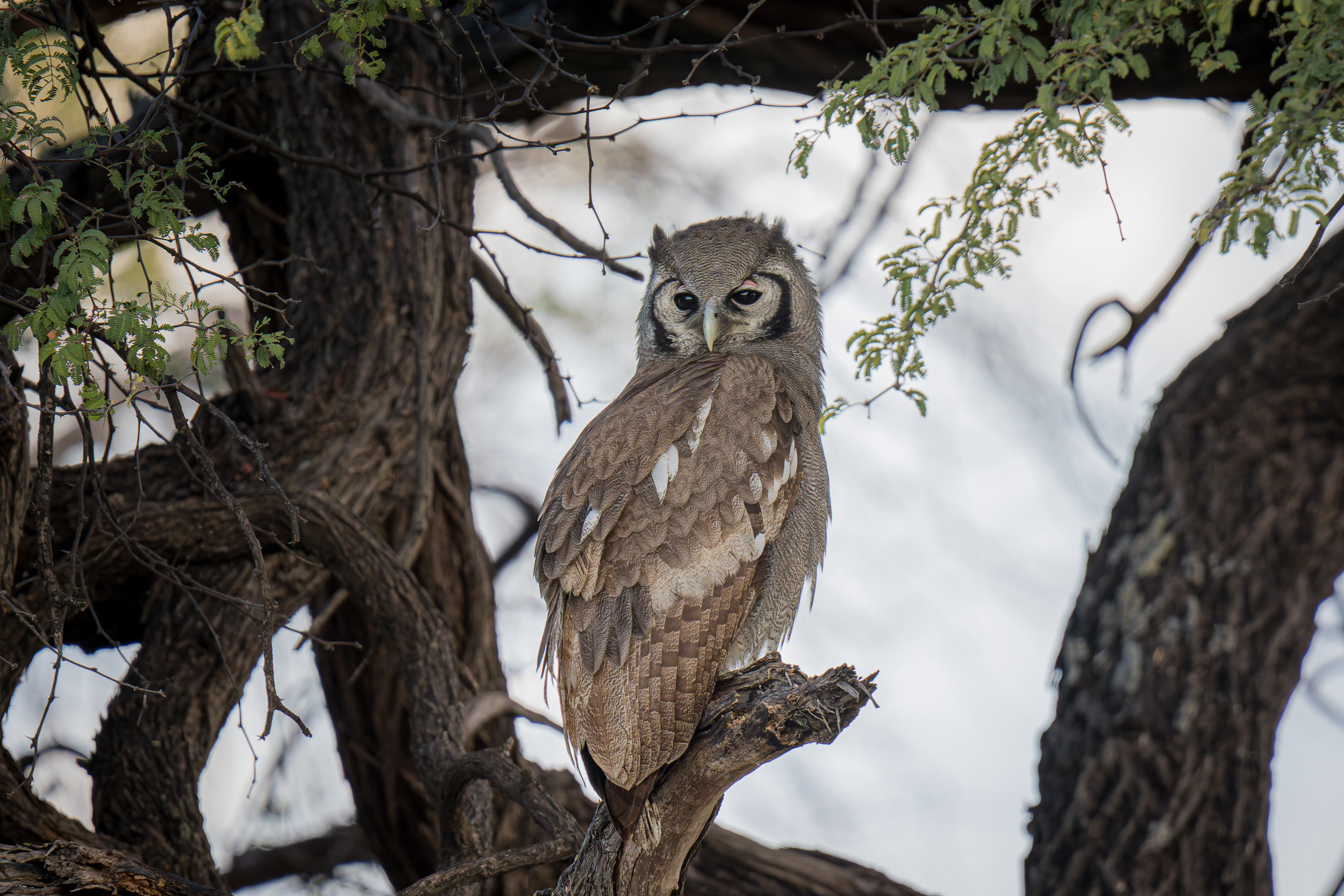 Africa, Chobe National Park, Savuti, Wildlife, botswana