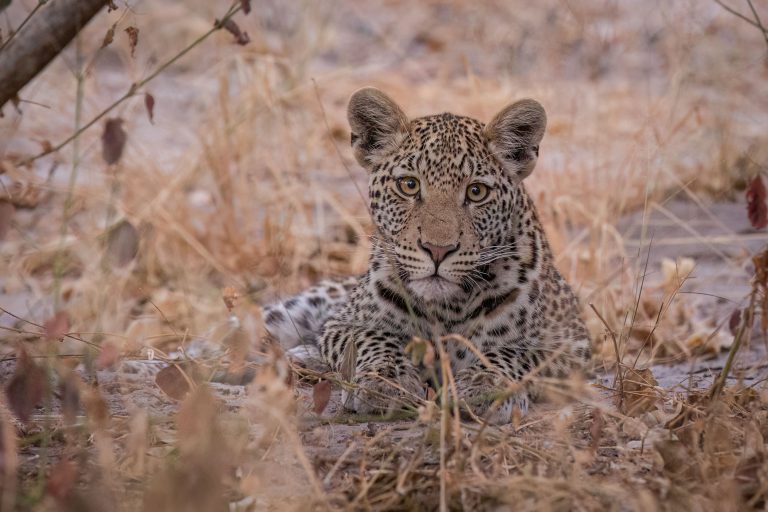 Africa, Chobe National Park, Savuti, Wildlife, botswana