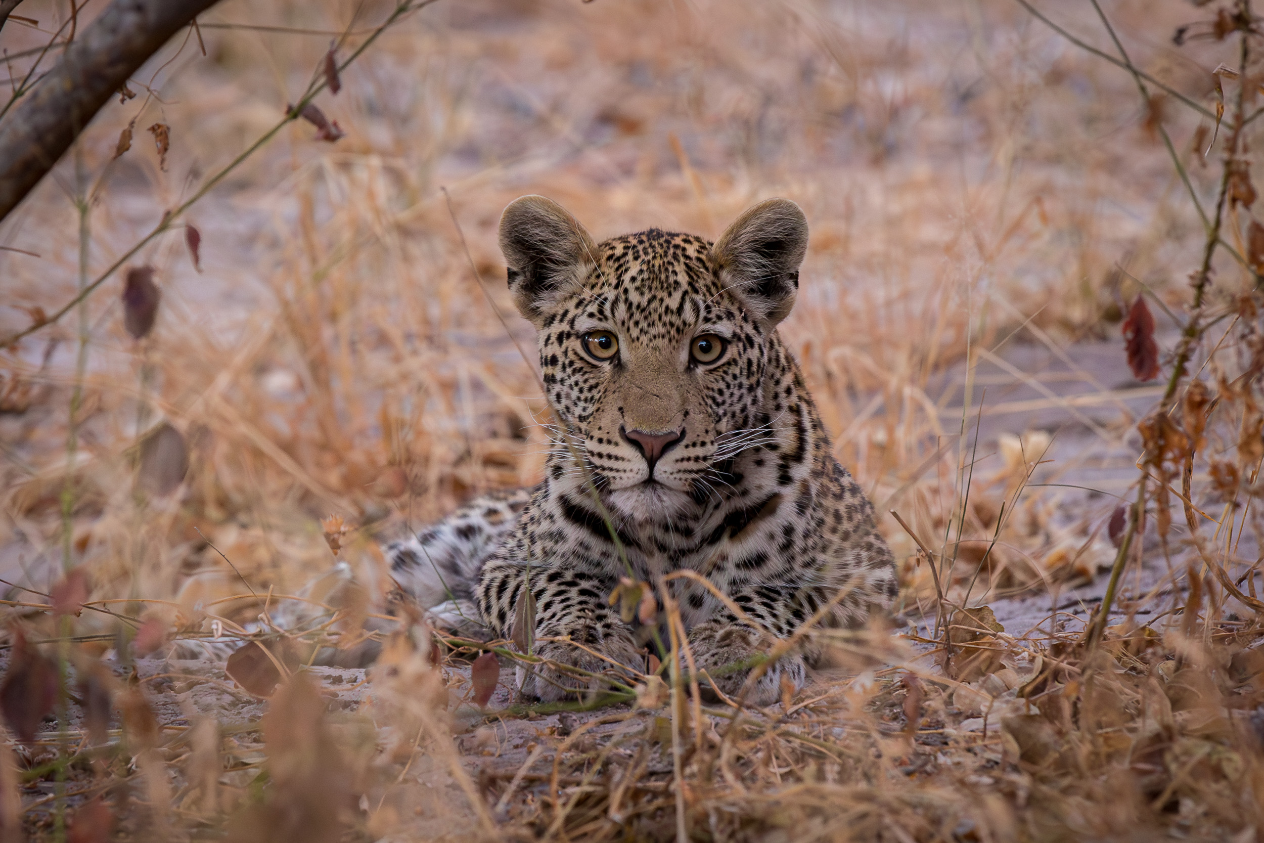 Africa, Chobe National Park, Savuti, botswana