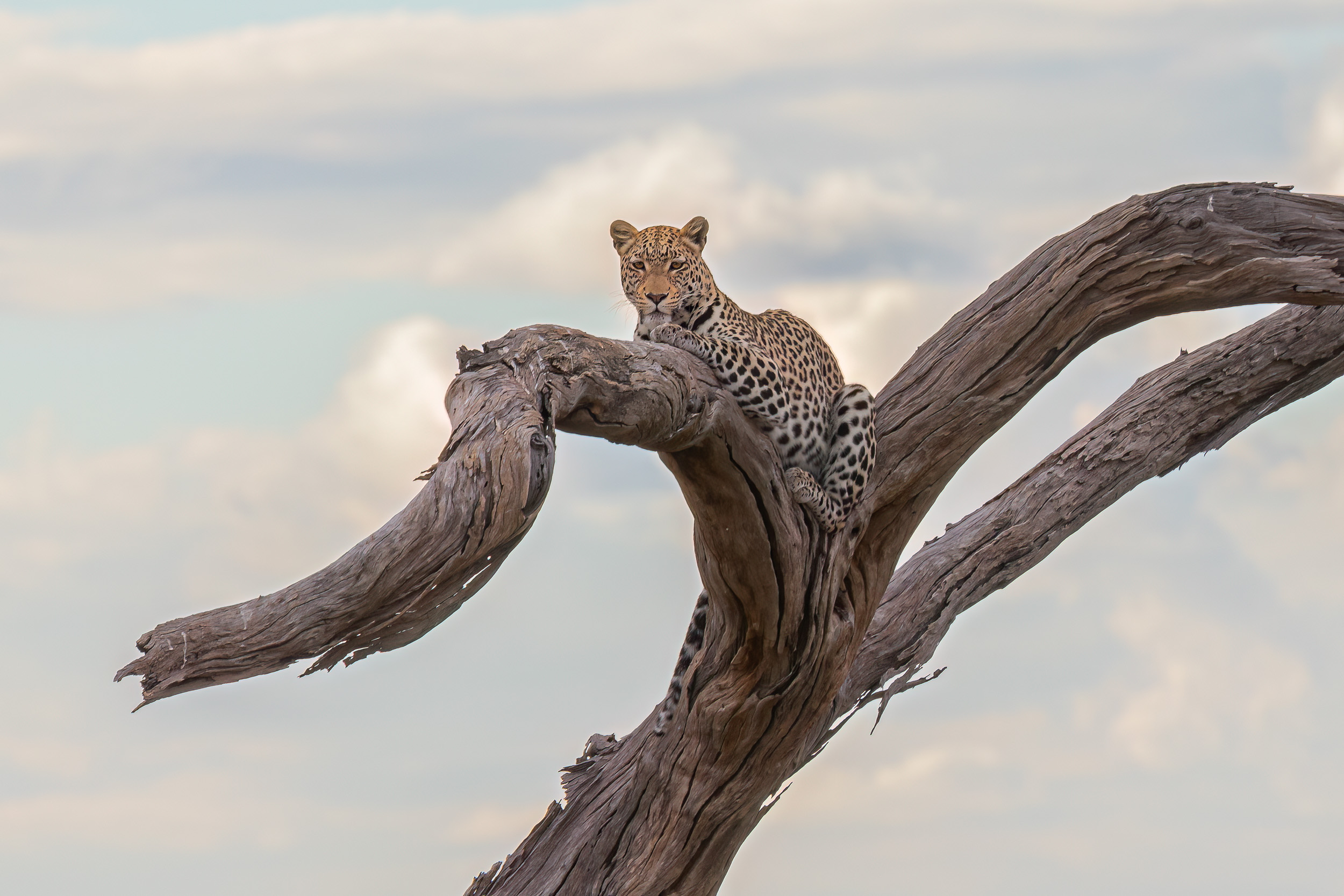 Africa, Chobe National Park, Savuti, botswana