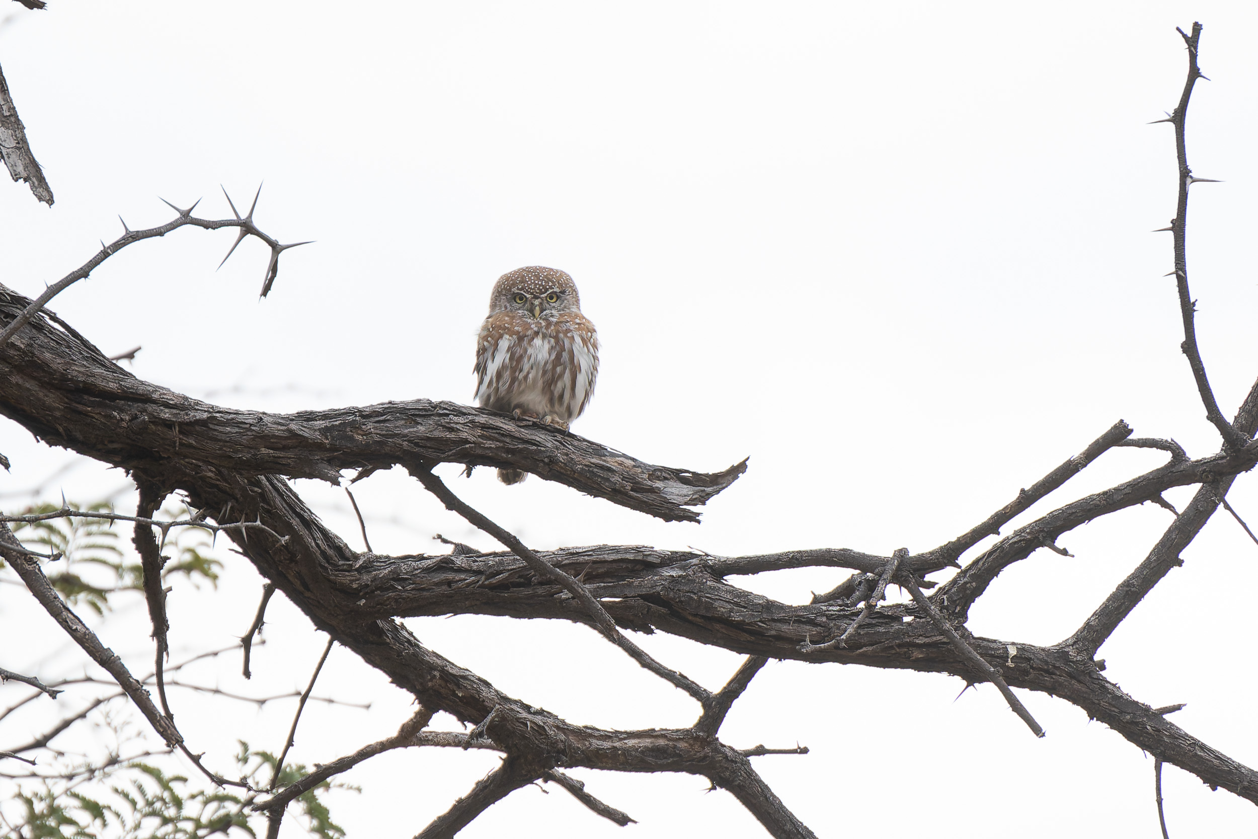 Africa, Khwai, Khwai Community Camp, botswana