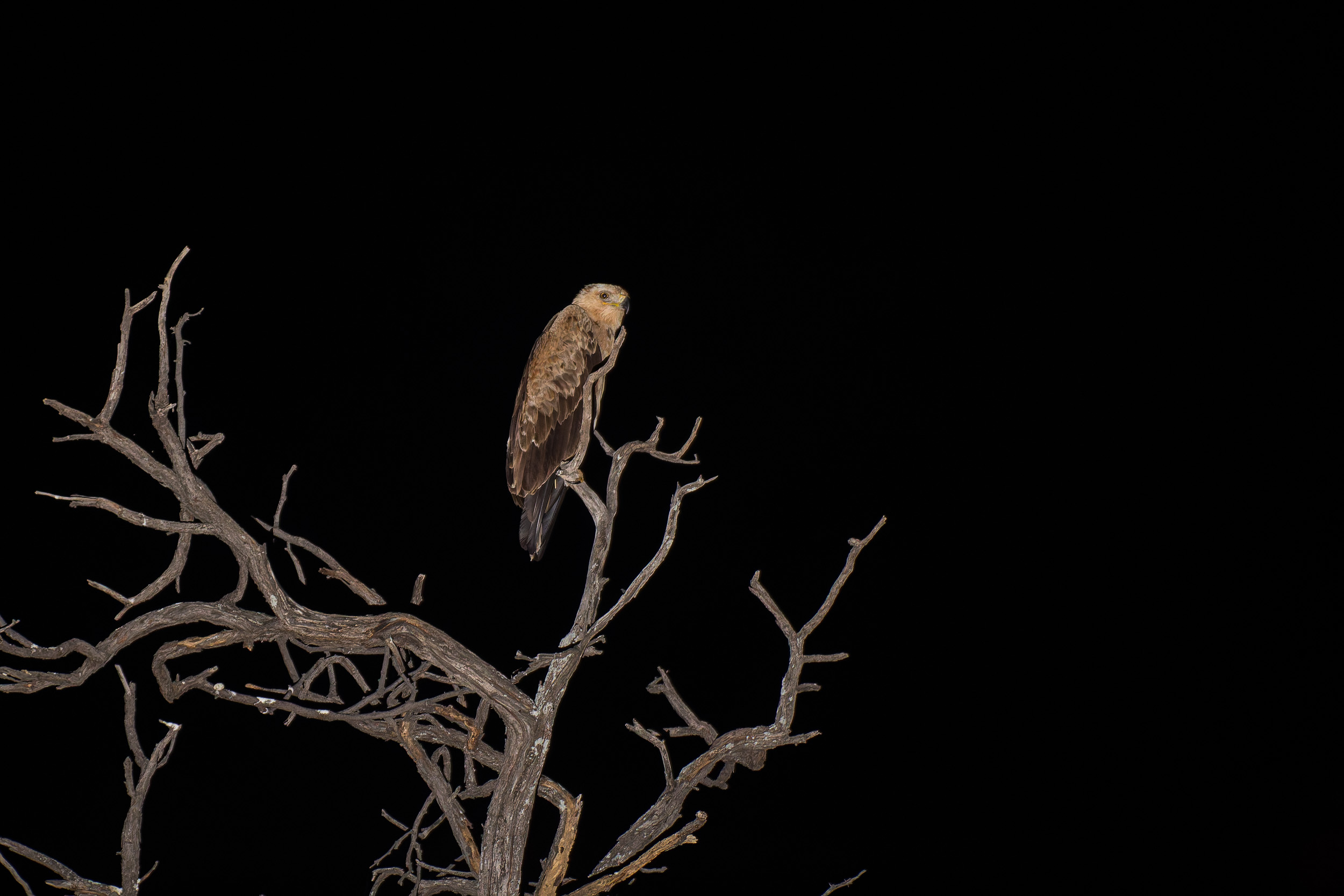 Africa, Khwai, botswana