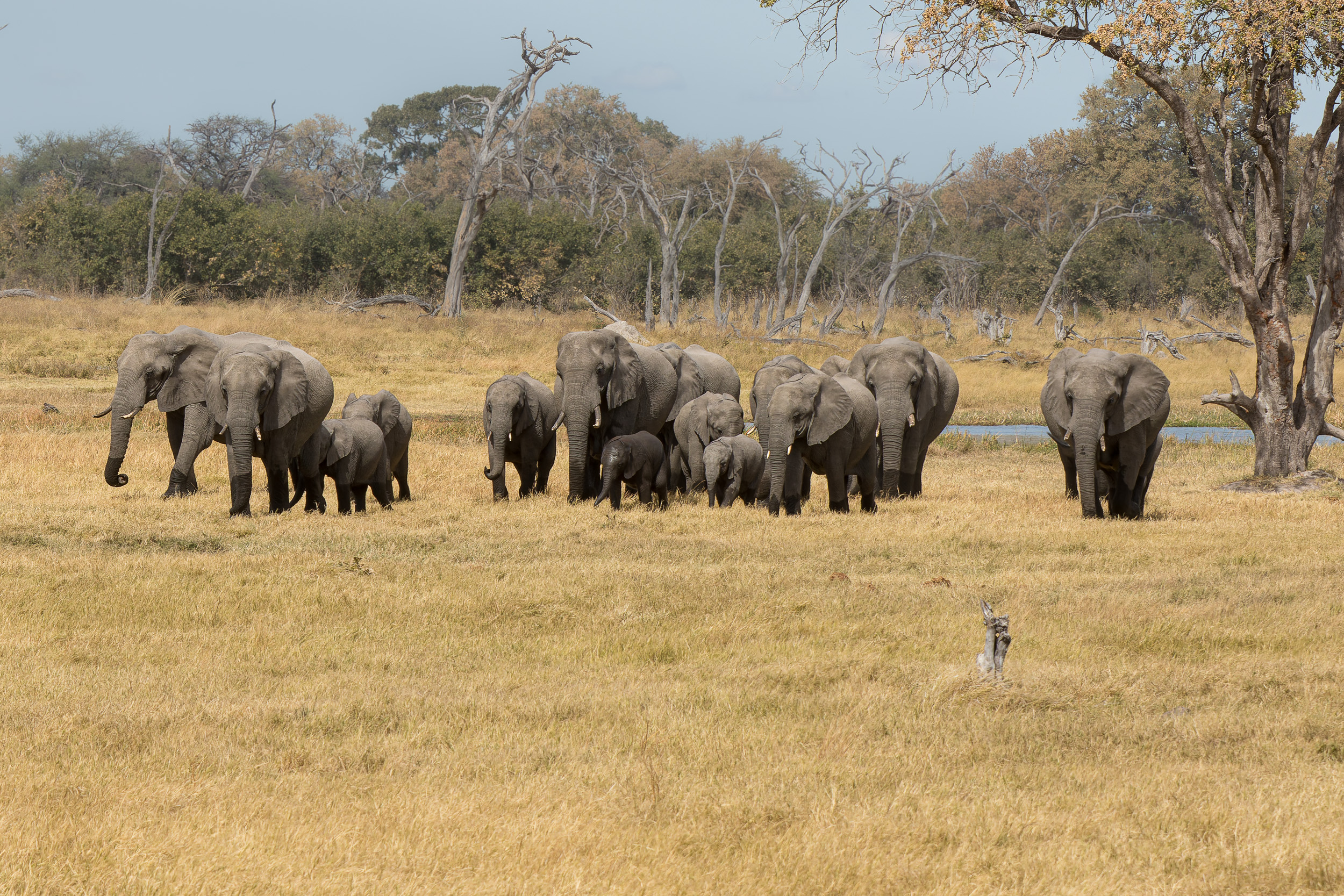 Africa, Khwai, Wildlife, botswana