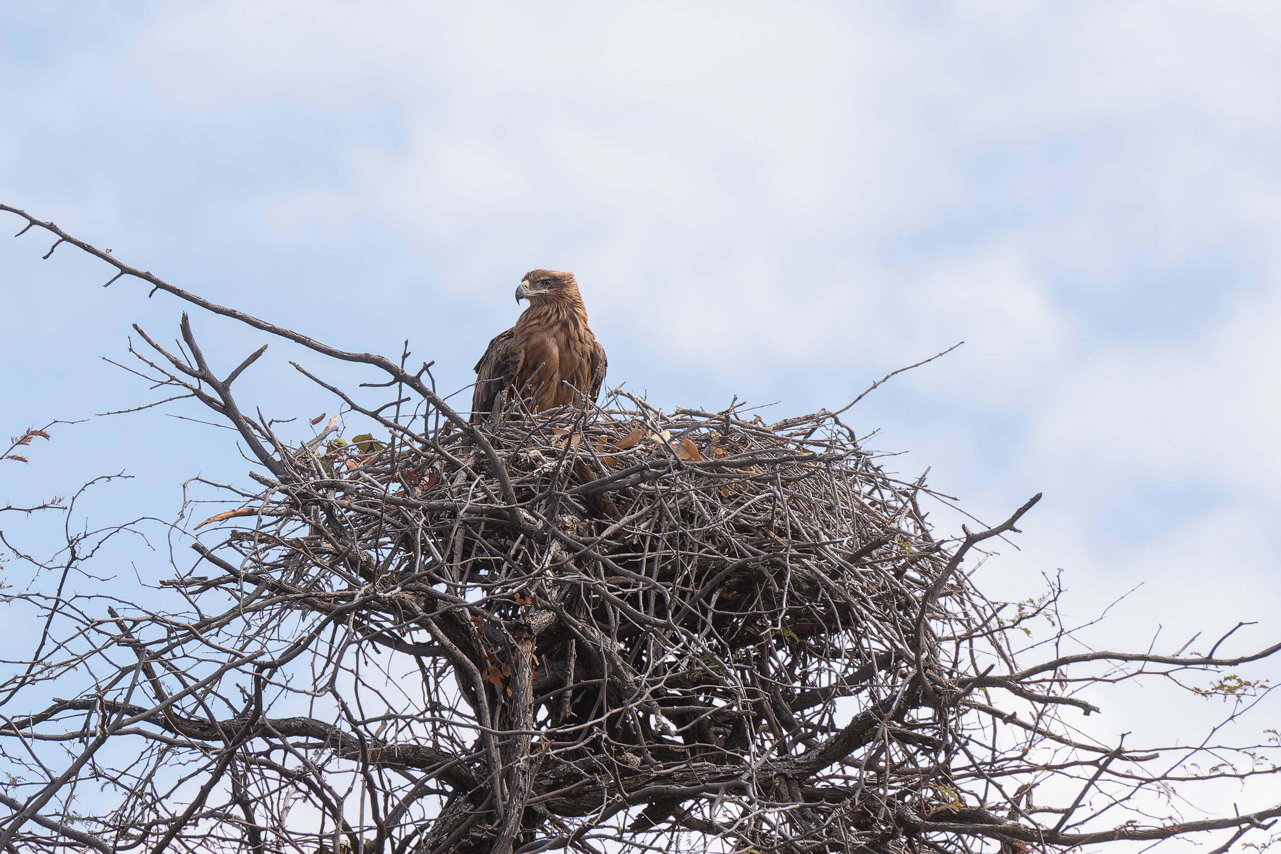 Africa, Khwai, botswana