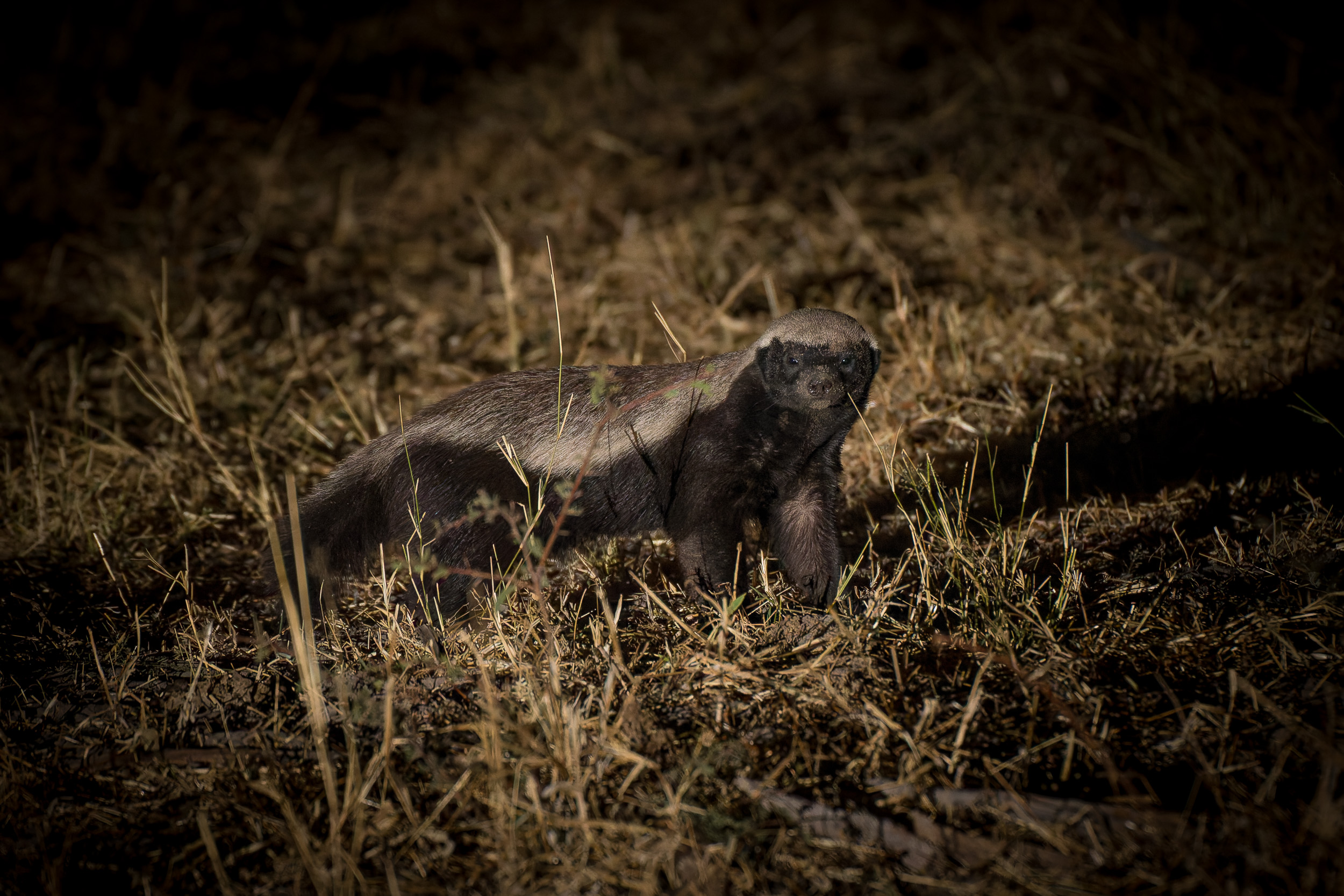 Africa, Khwai, botswana