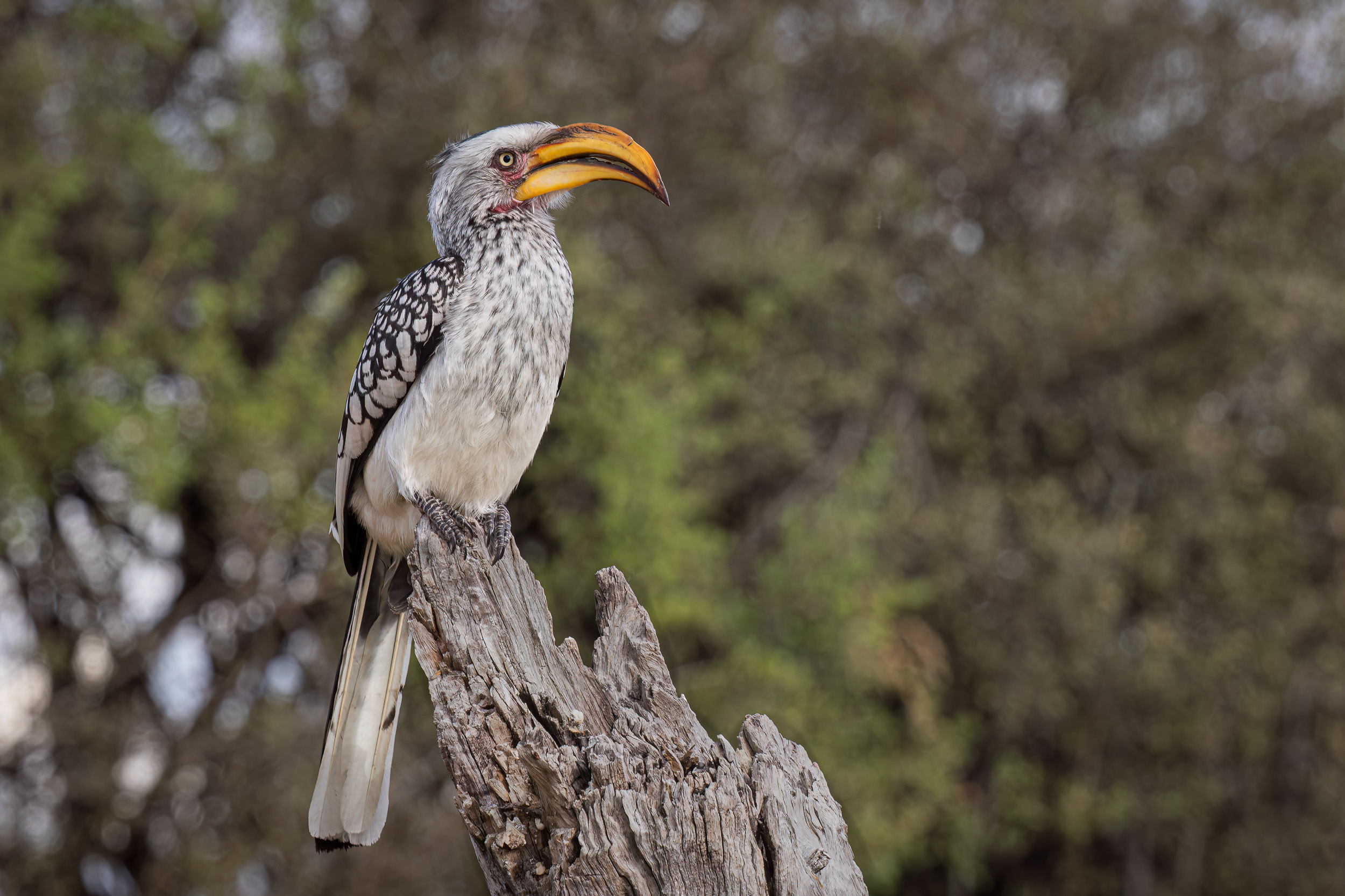 Africa, Khwai, Wildlife, botswana