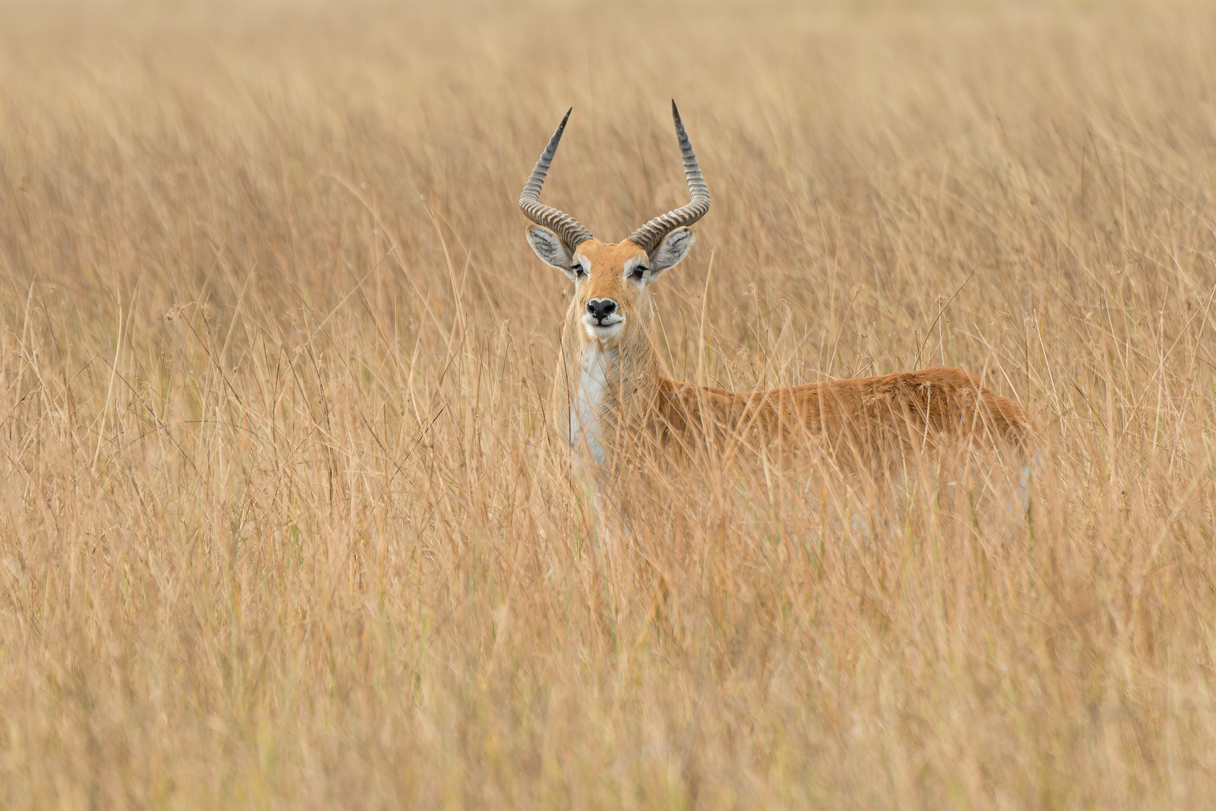 Africa, Moremi Game Reserve, Wildlife, botswana