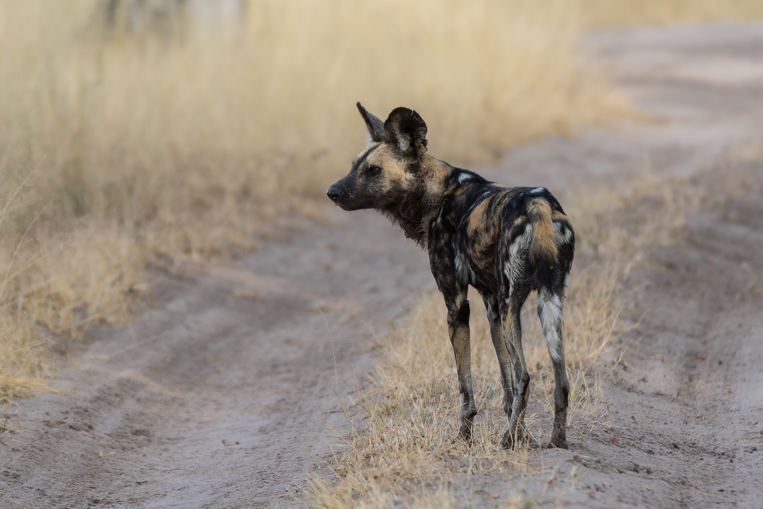 Africa, Moremi Game Reserve, botswana