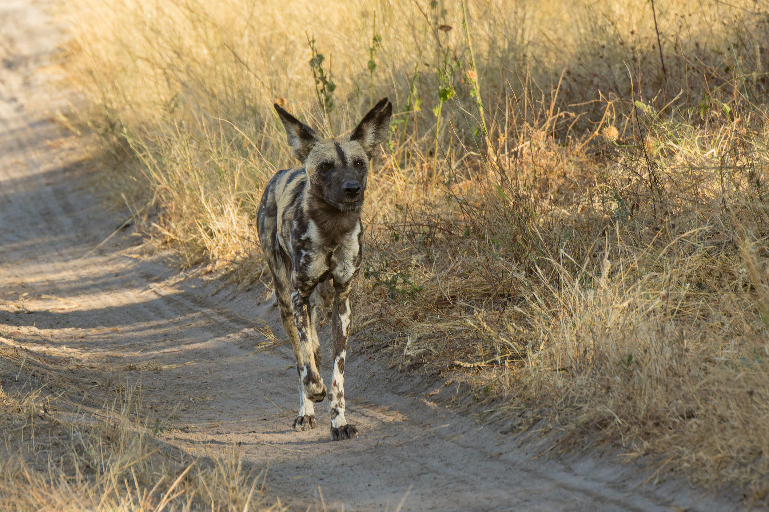 Africa, Moremi Game Reserve, botswana