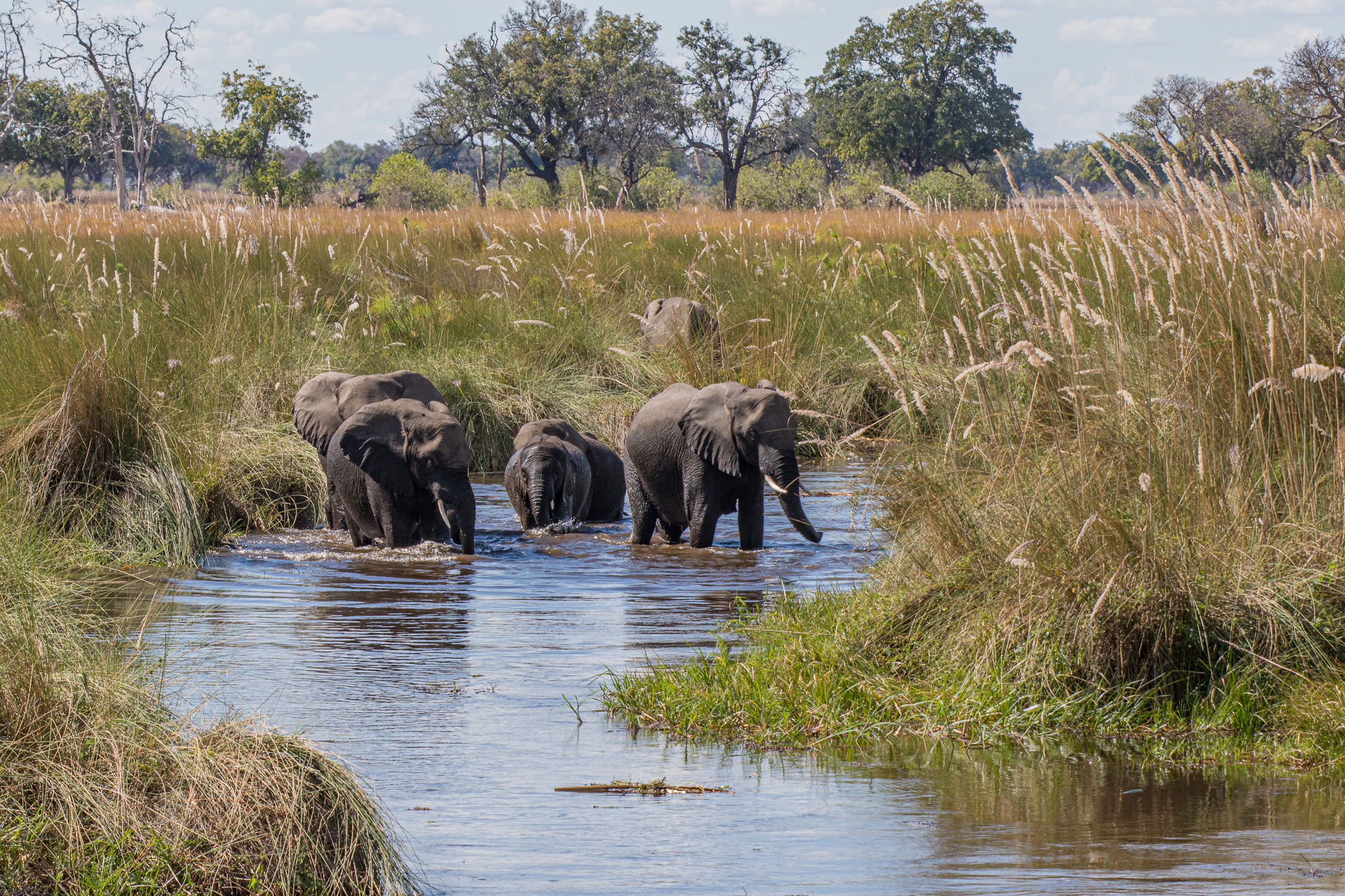 Africa, Moremi Game Reserve, Okavango, botswana