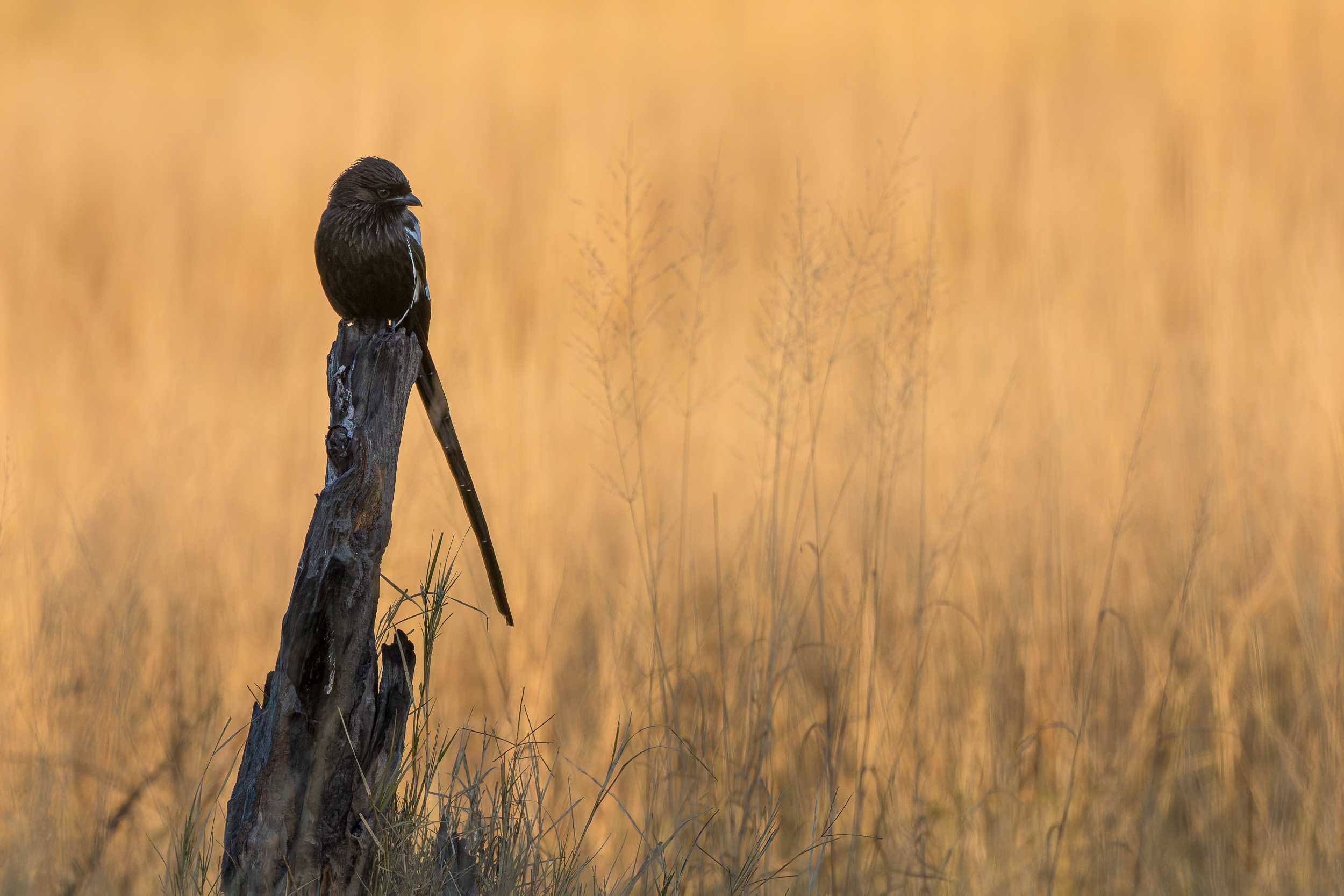 Africa, Moremi Game Reserve, botswana