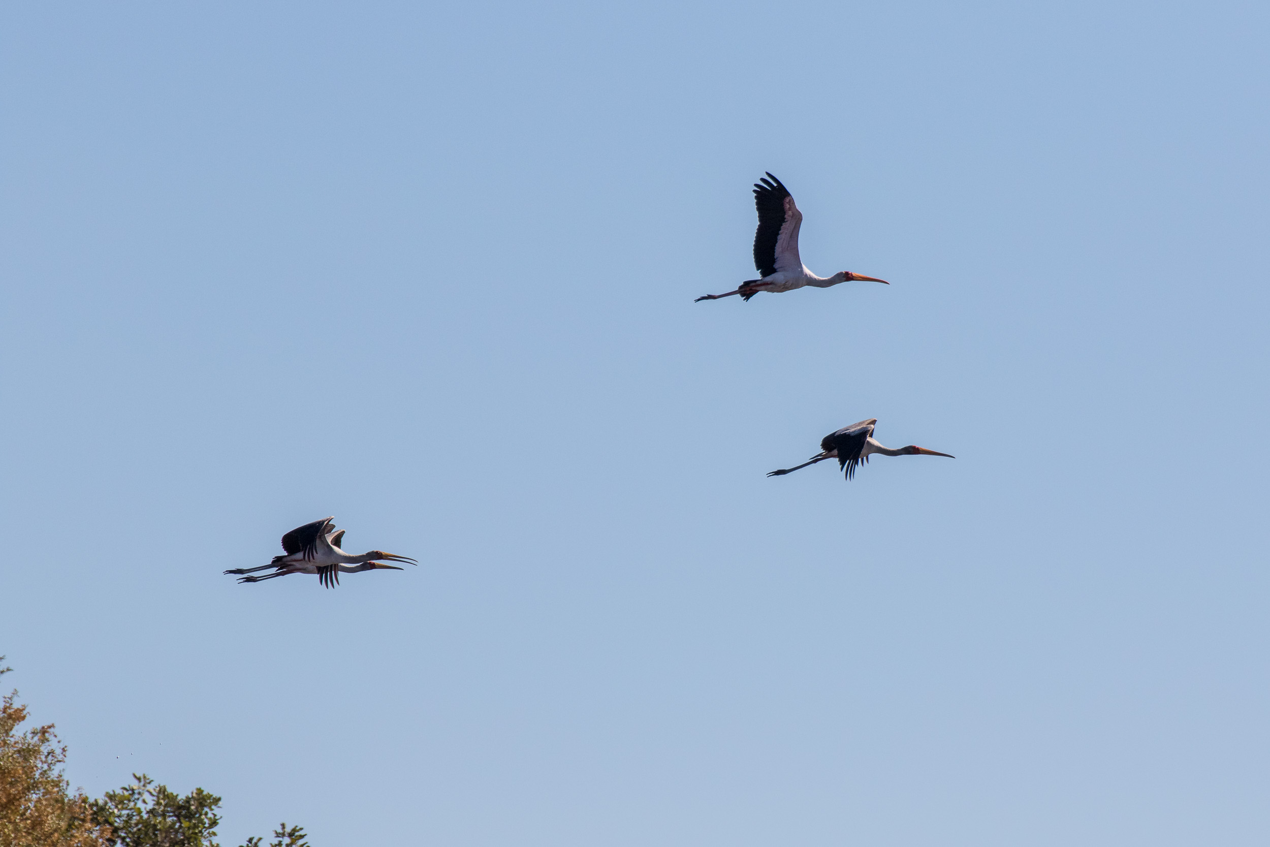 Africa, Moremi Game Reserve, botswana