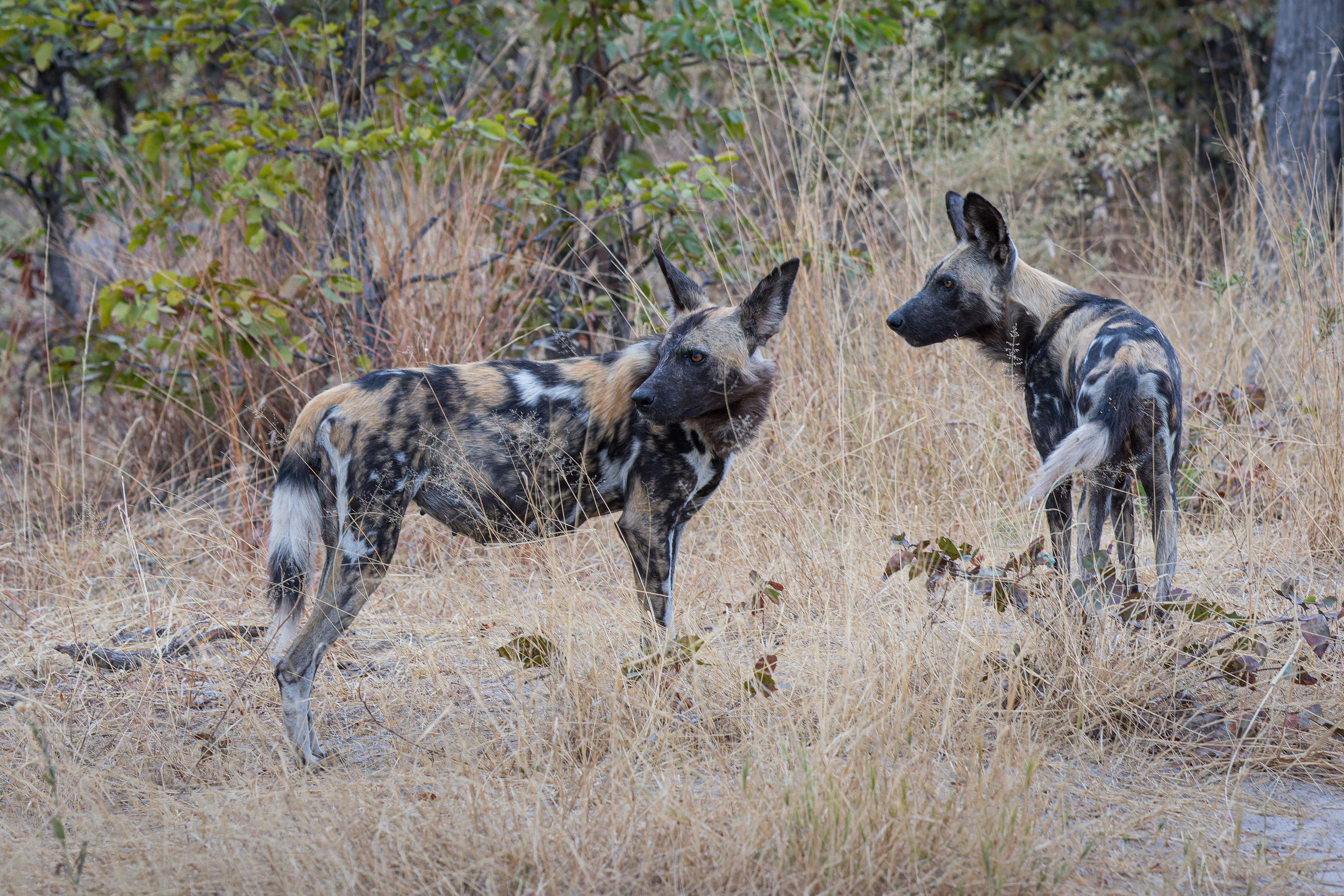 Africa, Moremi Game Reserve, botswana