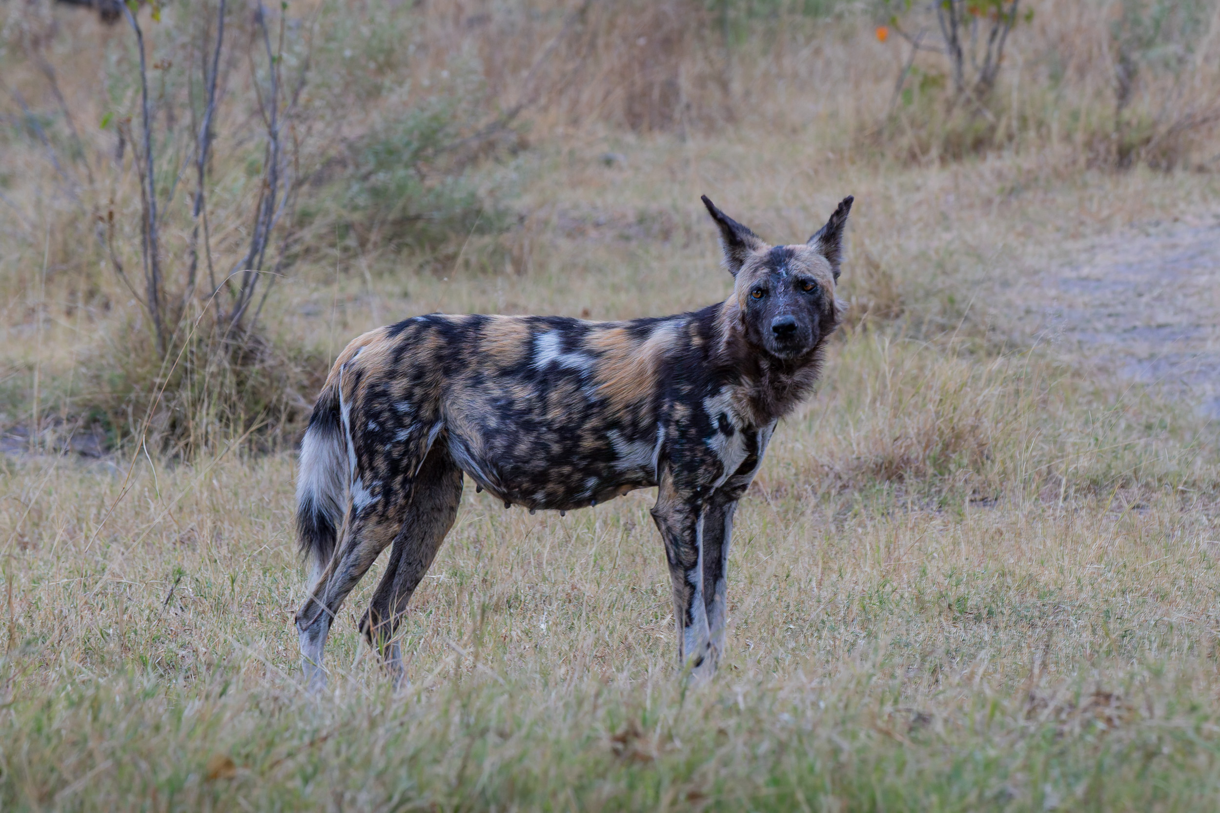 Africa, Moremi Game Reserve, botswana