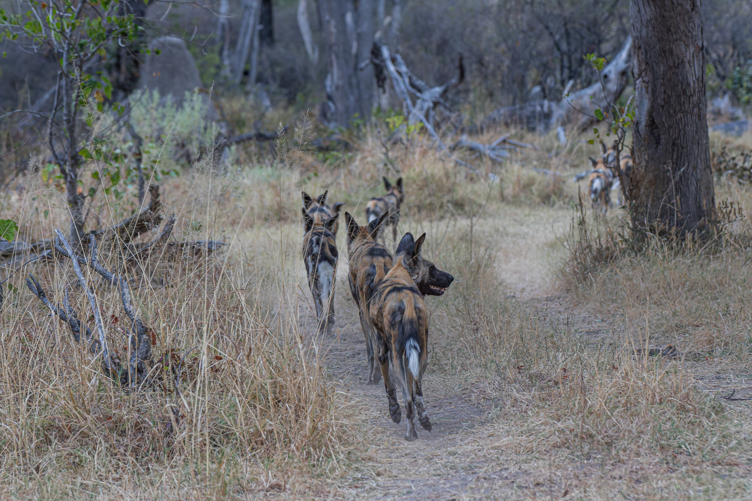 Africa, Moremi Game Reserve, botswana