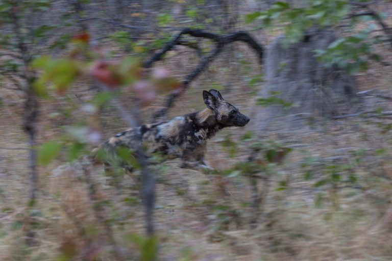 Africa, Moremi Game Reserve, botswana