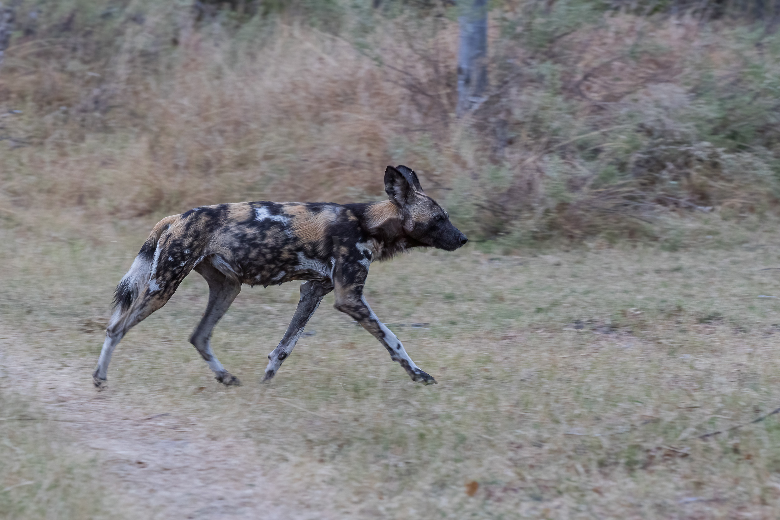 Africa, Moremi Game Reserve, botswana
