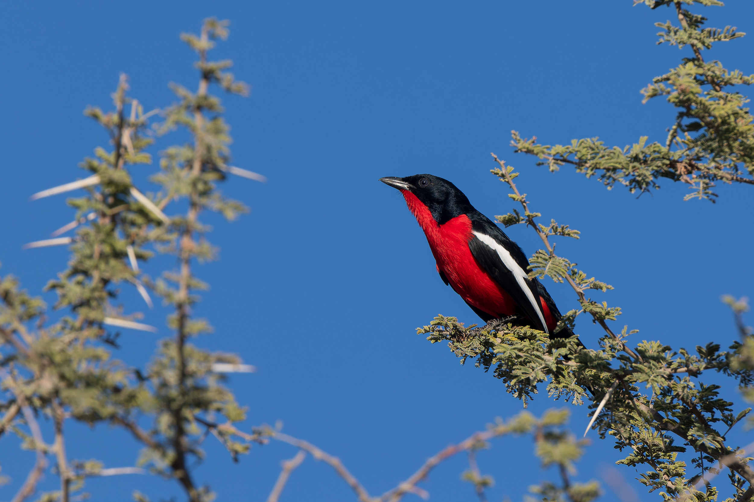 Africa, Moremi Game Reserve, Wildlife, botswana