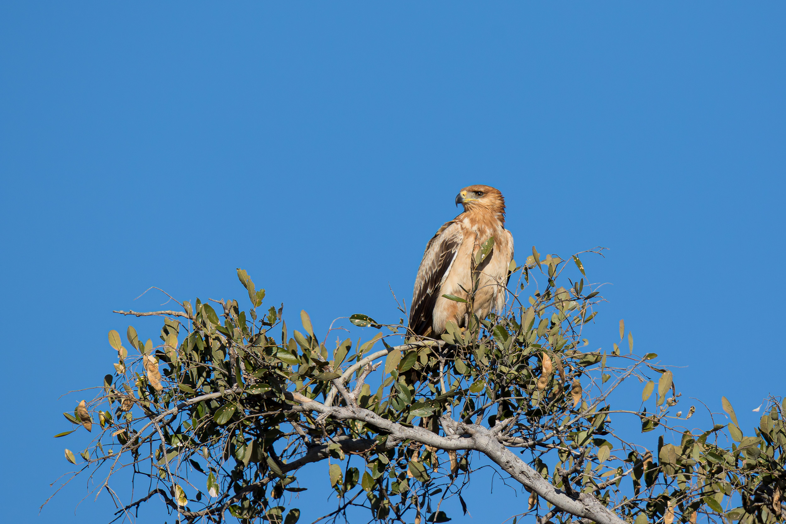 Africa, Moremi Game Reserve, Wildlife, botswana