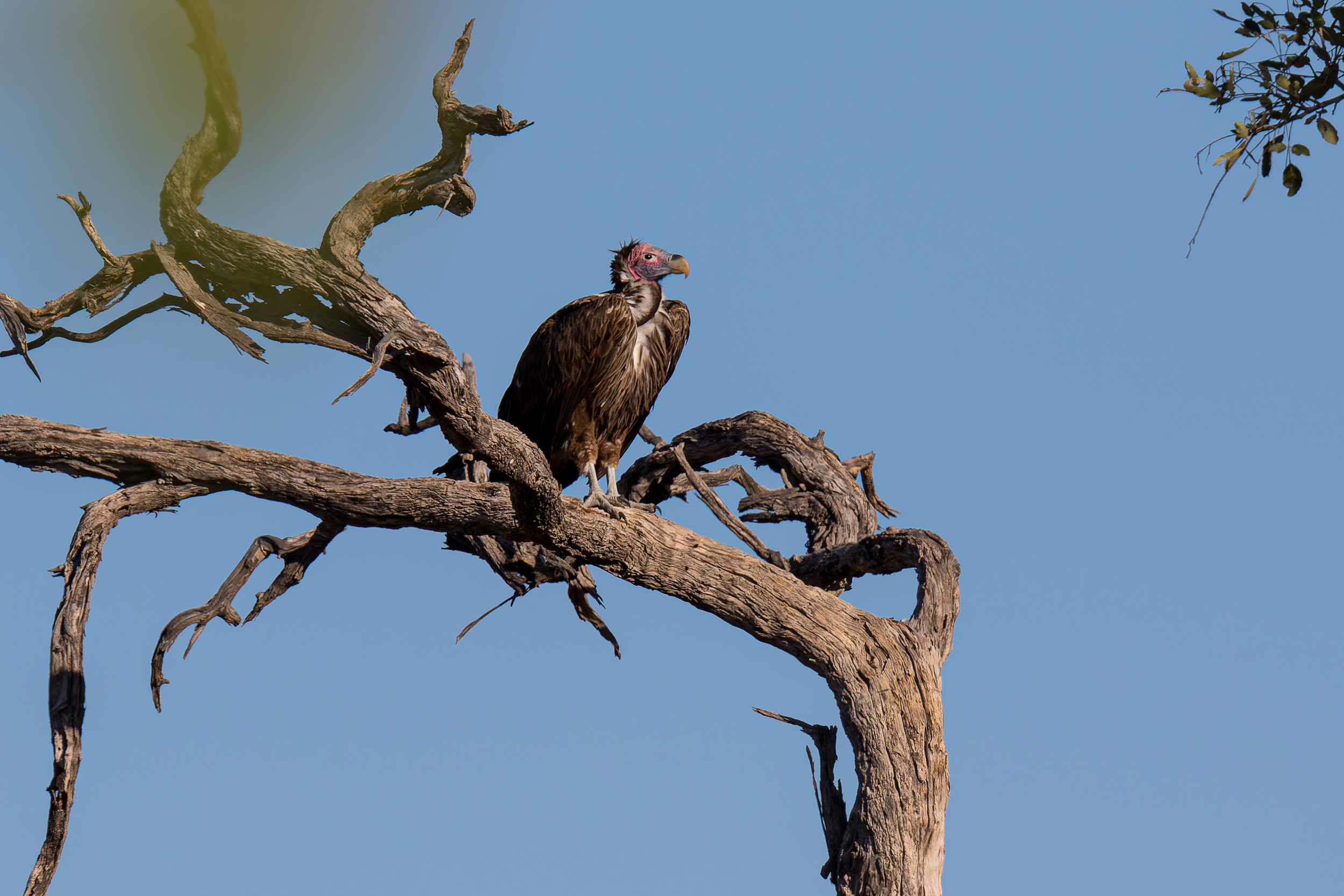 Africa, Moremi Game Reserve, Wildlife, botswana