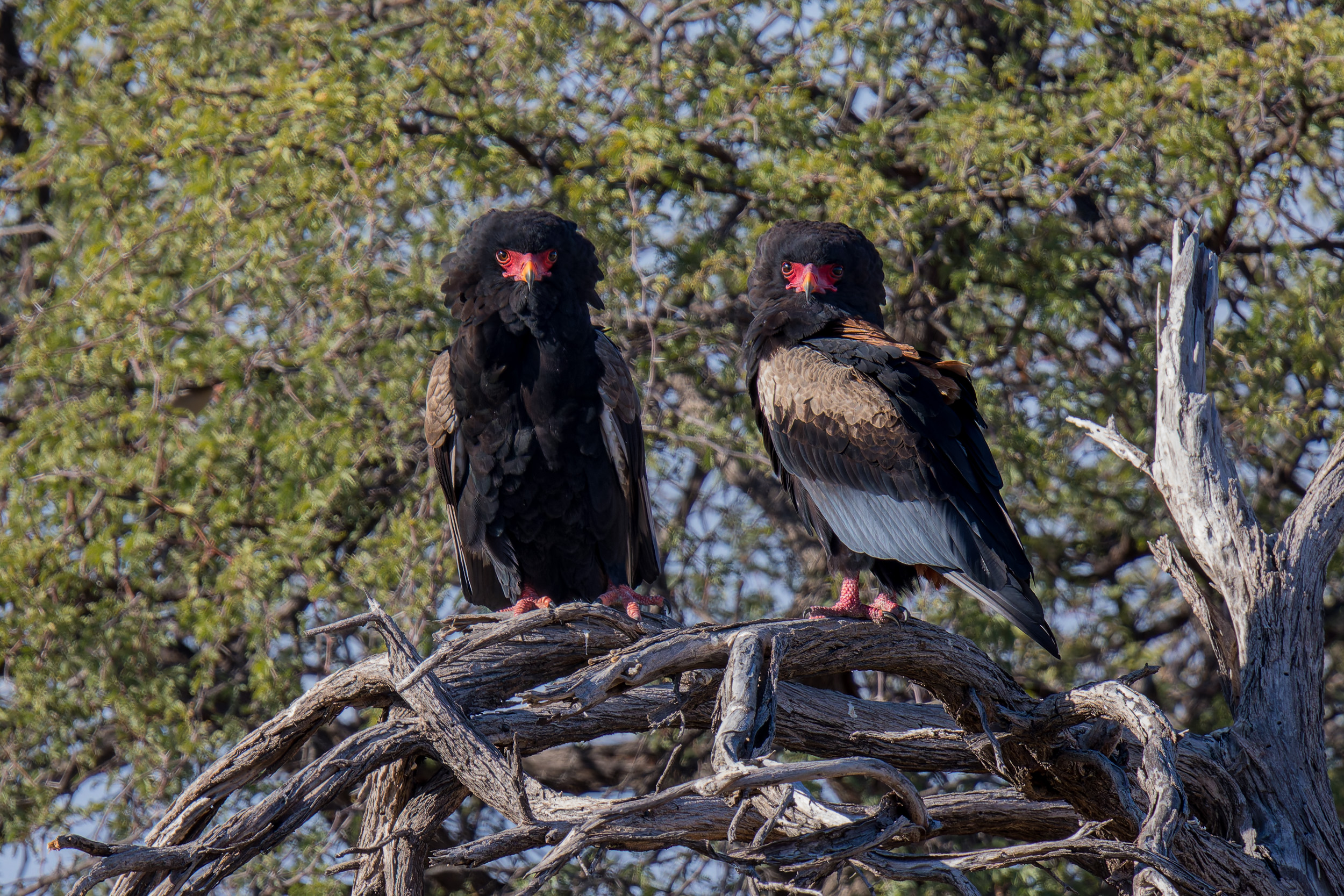 Africa, Moremi Game Reserve, Wildlife, botswana